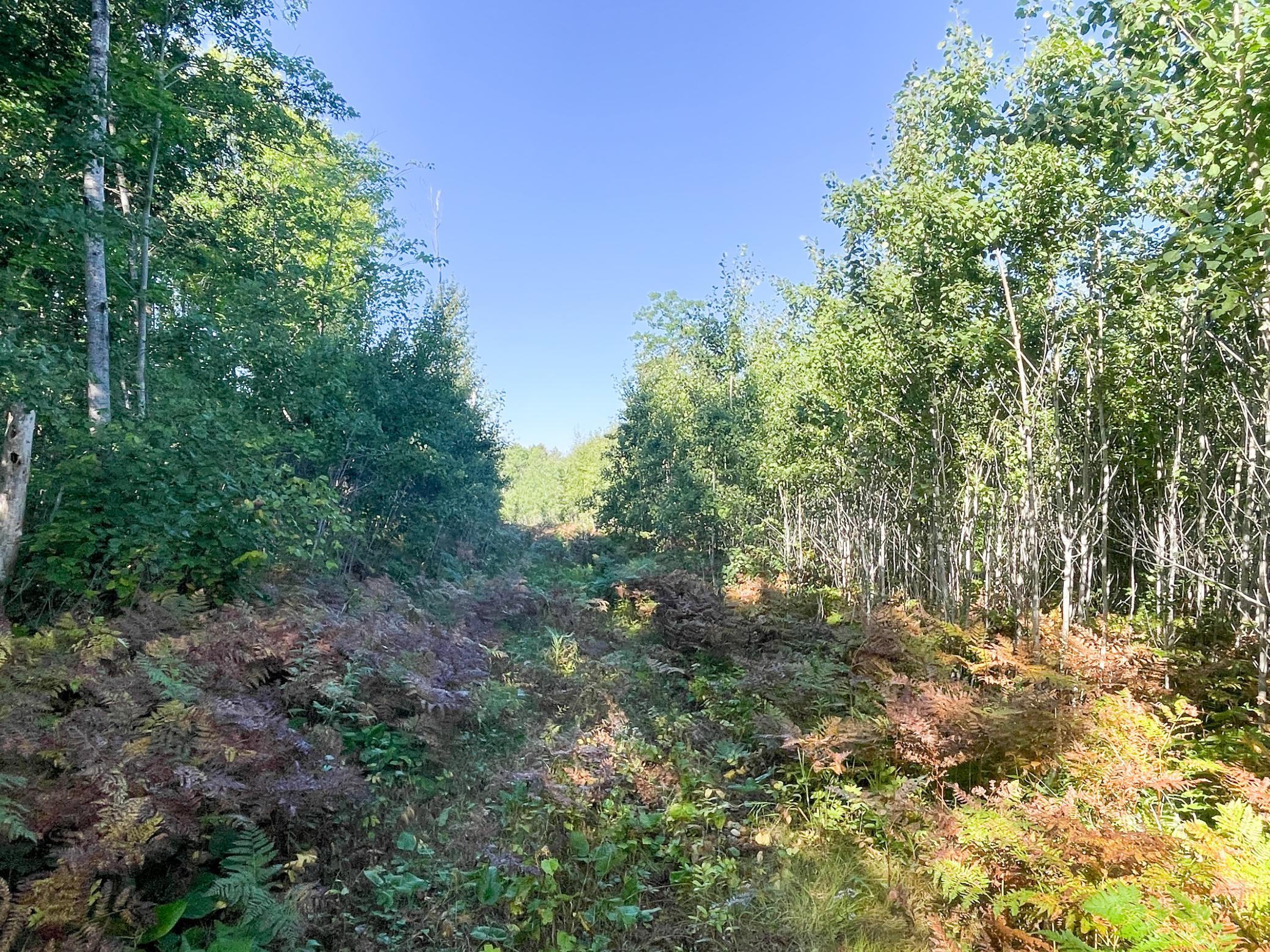land for sale at TBD Lumberjack Road NW in Shevlin, MN (photo 39 of 51)