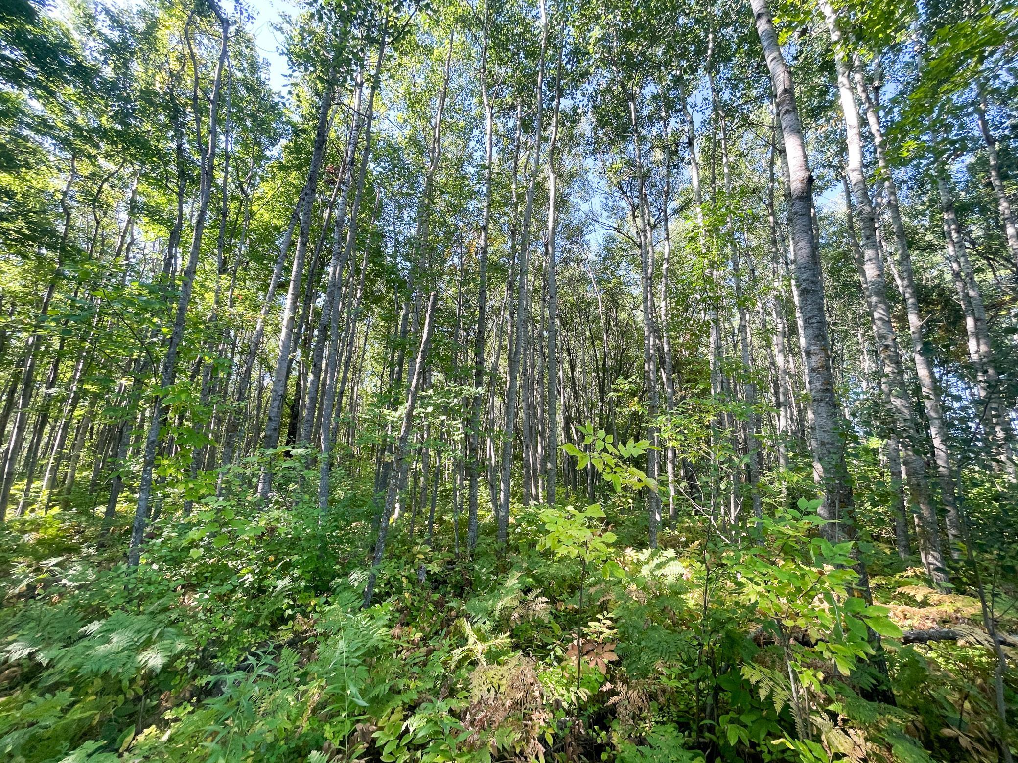 land for sale at TBD Lumberjack Road NW in Shevlin, MN (photo 41 of 51)