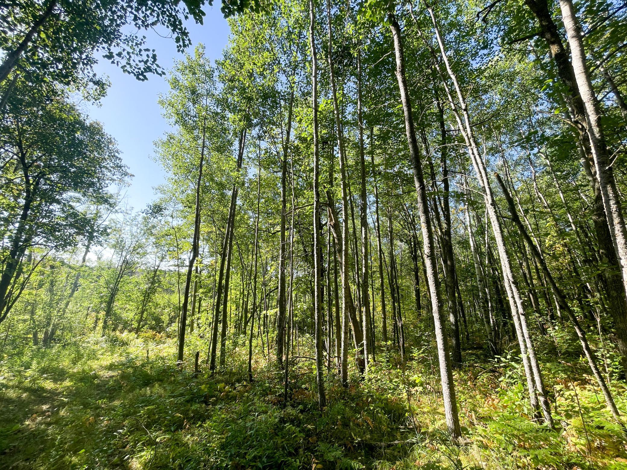 land for sale at TBD Lumberjack Road NW in Shevlin, MN (photo 42 of 51)