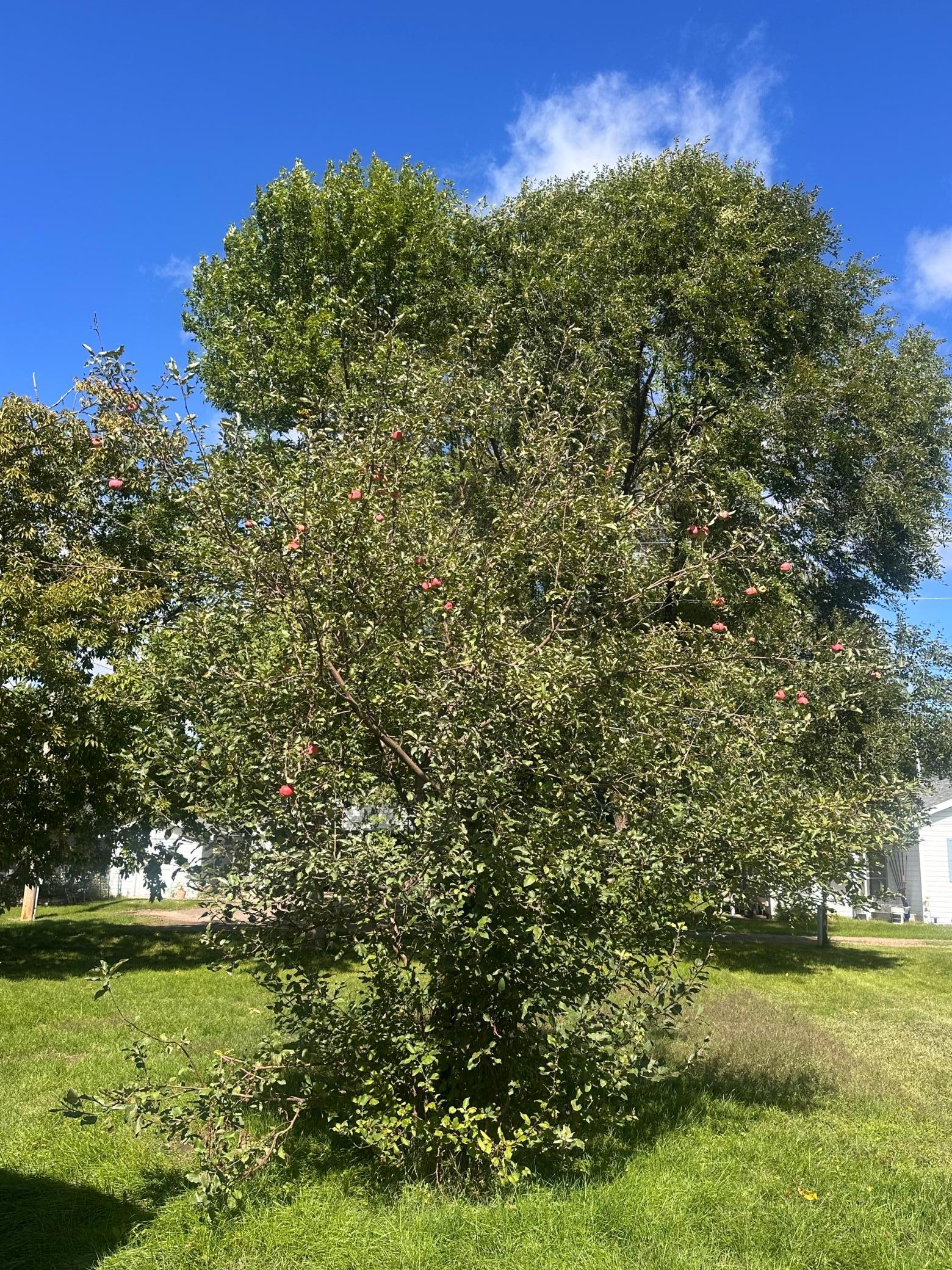 1936 single family home for sale at 710 3rd Street NW in Aitkin, MN — 1 bed, 1 bath (photo 20 of 38)