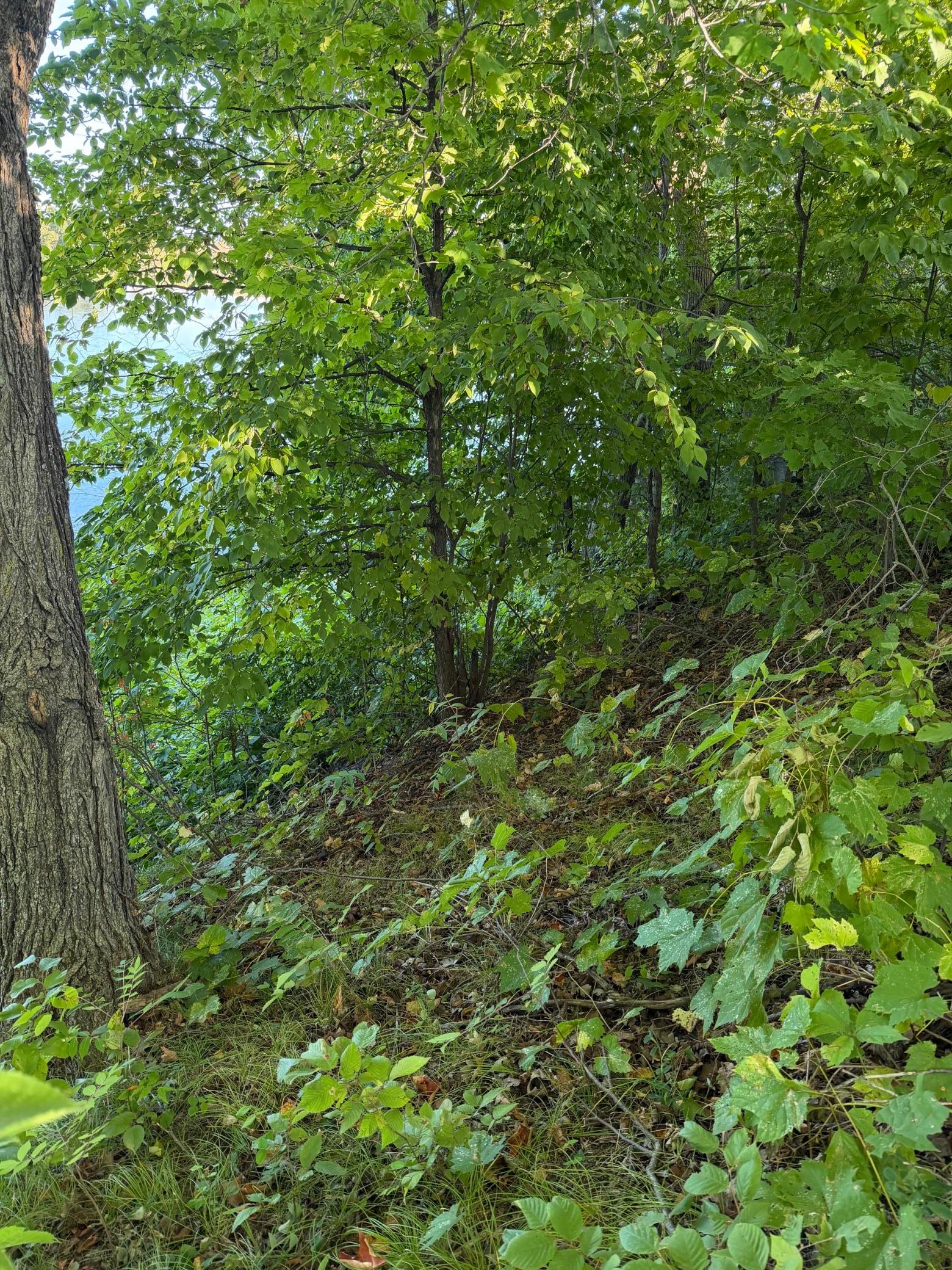 land for sale at 40740 Placid Drive in Dent, MN (photo 11 of 18)