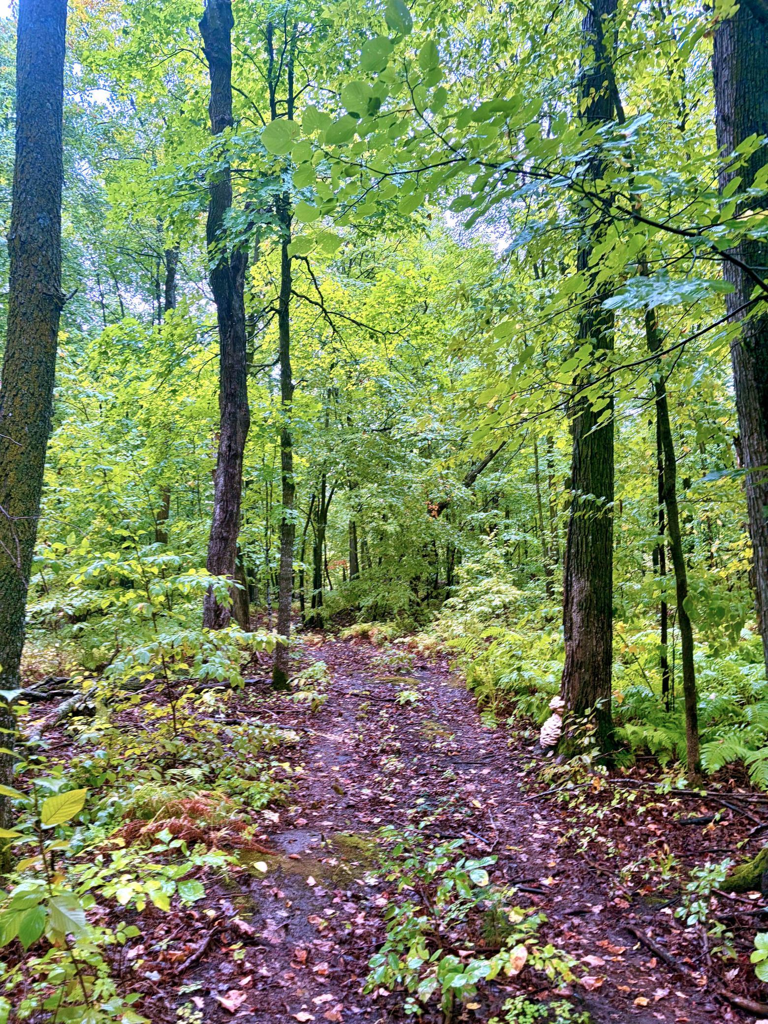 land for sale at TBD Lantern Lane in Hackensack, MN (photo 11 of 20)