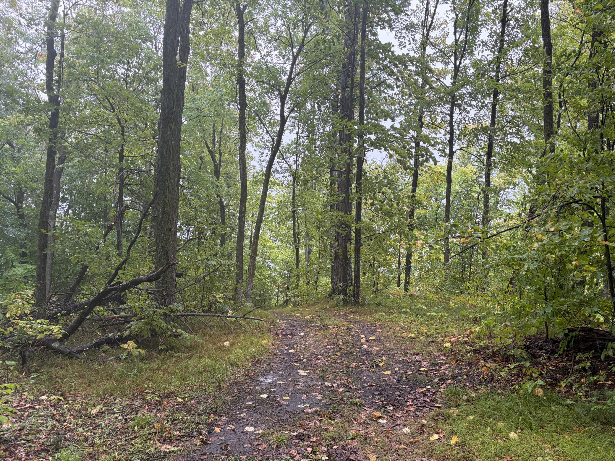land for sale at TBD Lantern Lane in Hackensack, MN (photo 12 of 20)