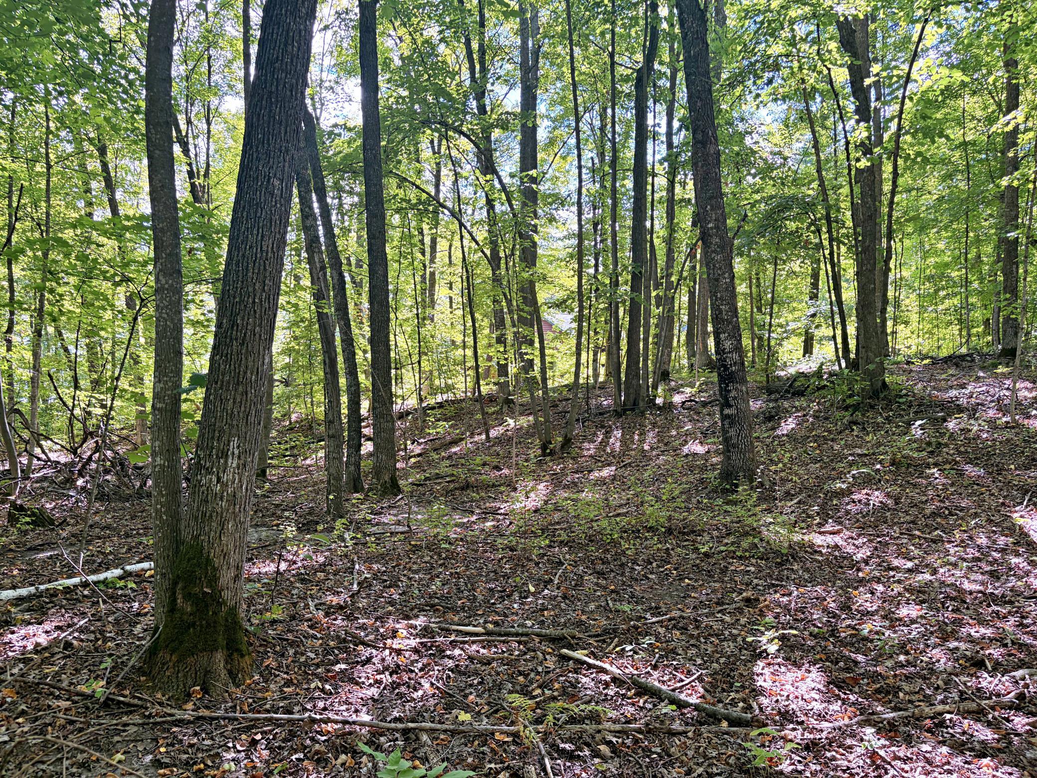 land for sale at TBD Lantern Lane in Hackensack, MN (photo 9 of 20)
