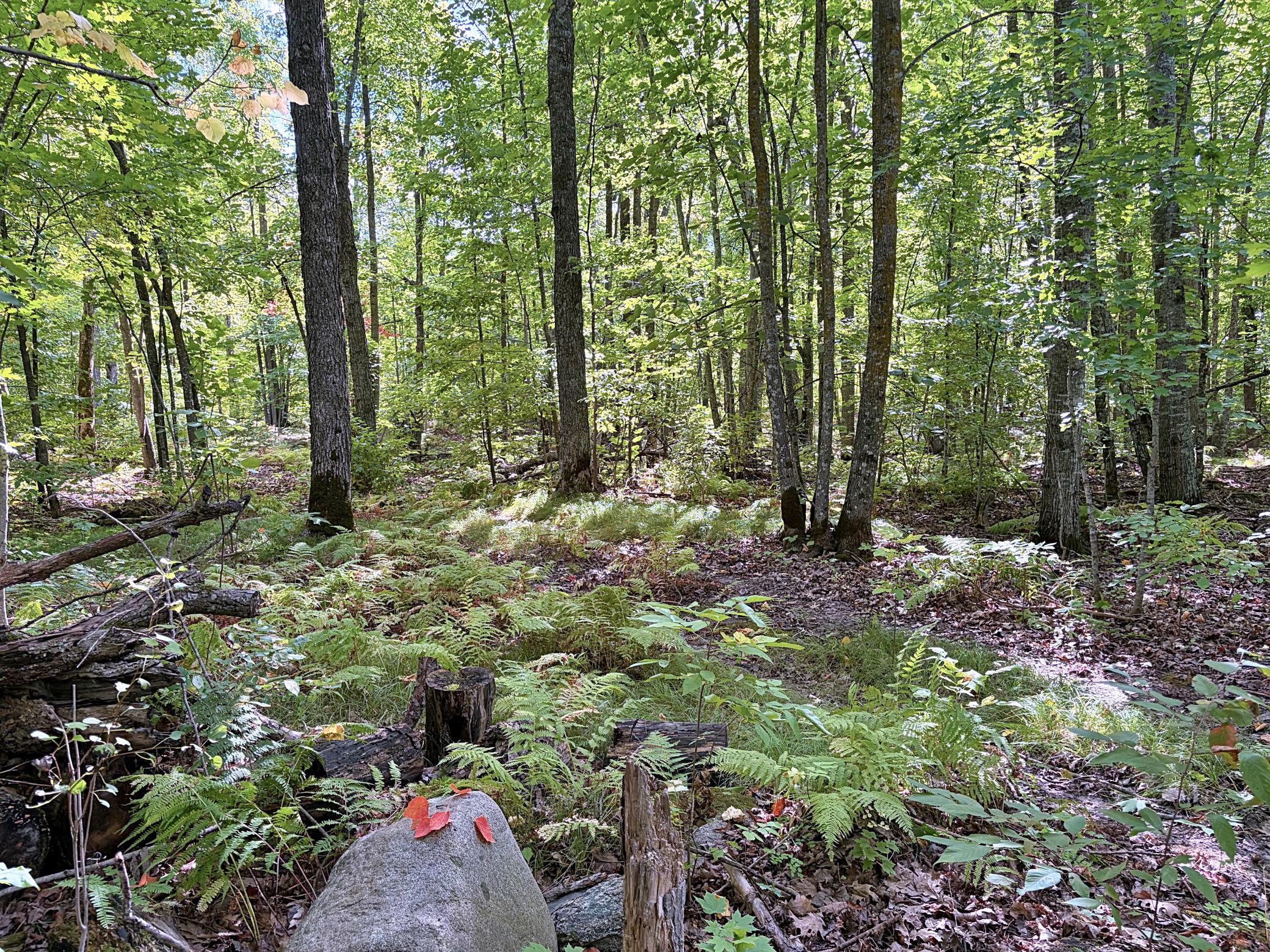 land for sale at TBD Lantern Lane in Hackensack, MN (photo 10 of 20)