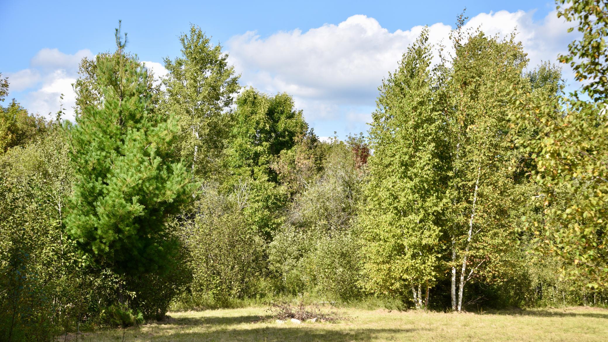 land for sale at TBD 480th/Cty Rd 3 Street in Palisade, MN (photo 12 of 45)
