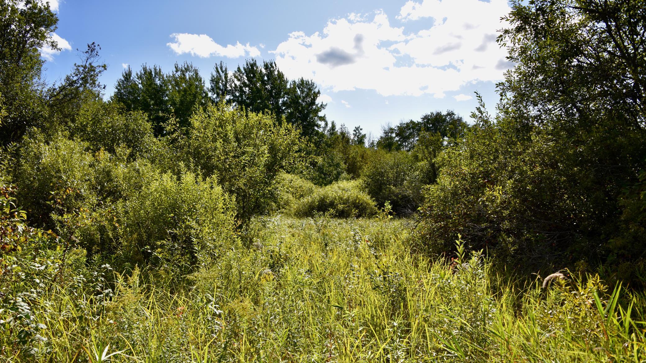 land for sale at TBD 480th/Cty Rd 3 Street in Palisade, MN (photo 14 of 45)