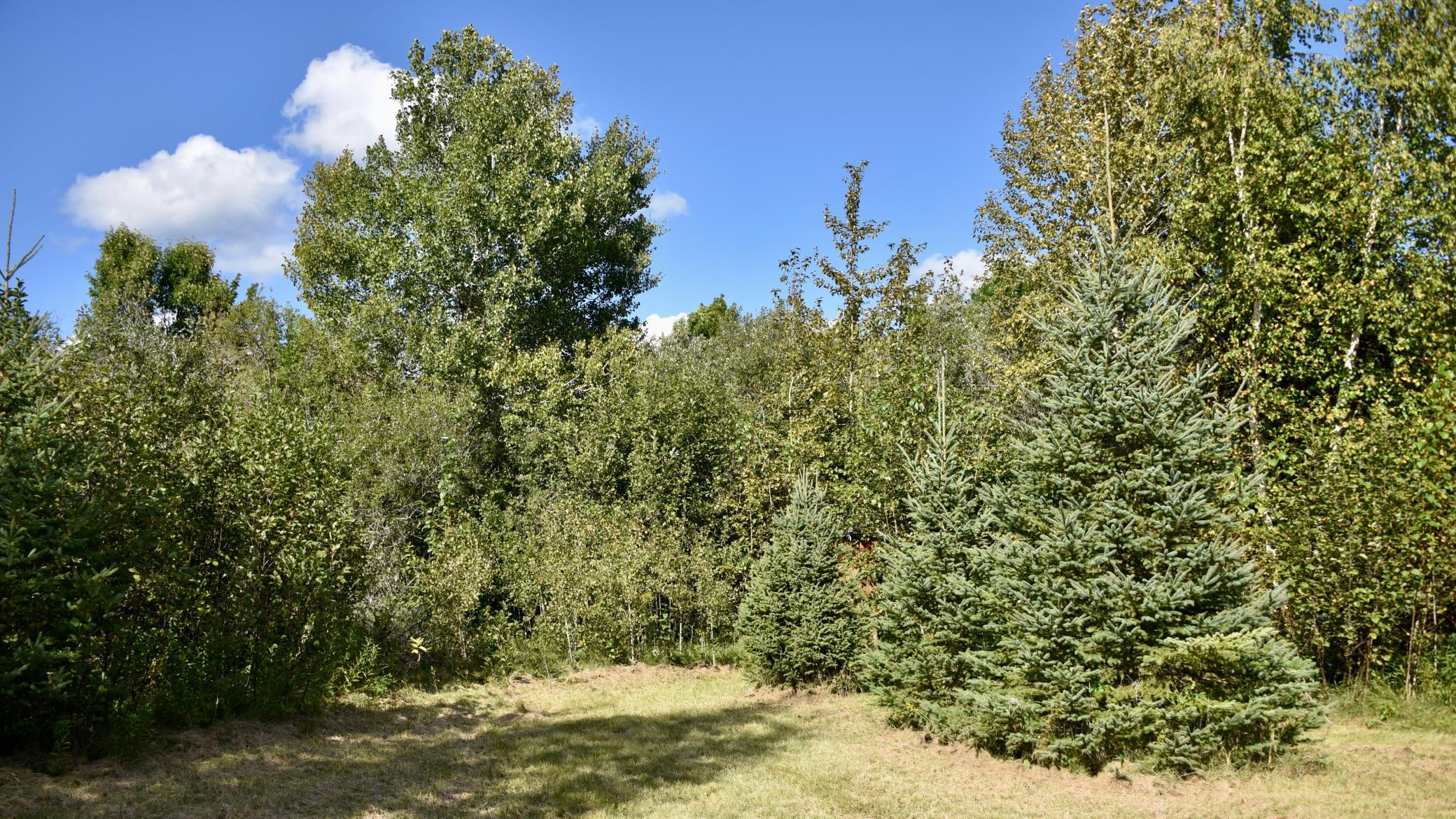 land for sale at TBD 480th/Cty Rd 3 Street in Palisade, MN (photo 25 of 45)