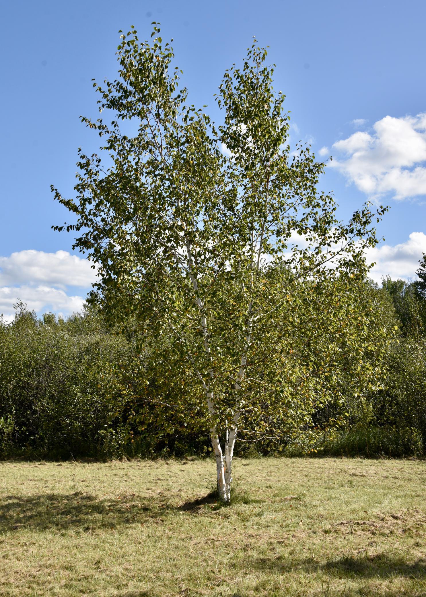 land for sale at TBD 480th/Cty Rd 3 Street in Palisade, MN (photo 26 of 45)