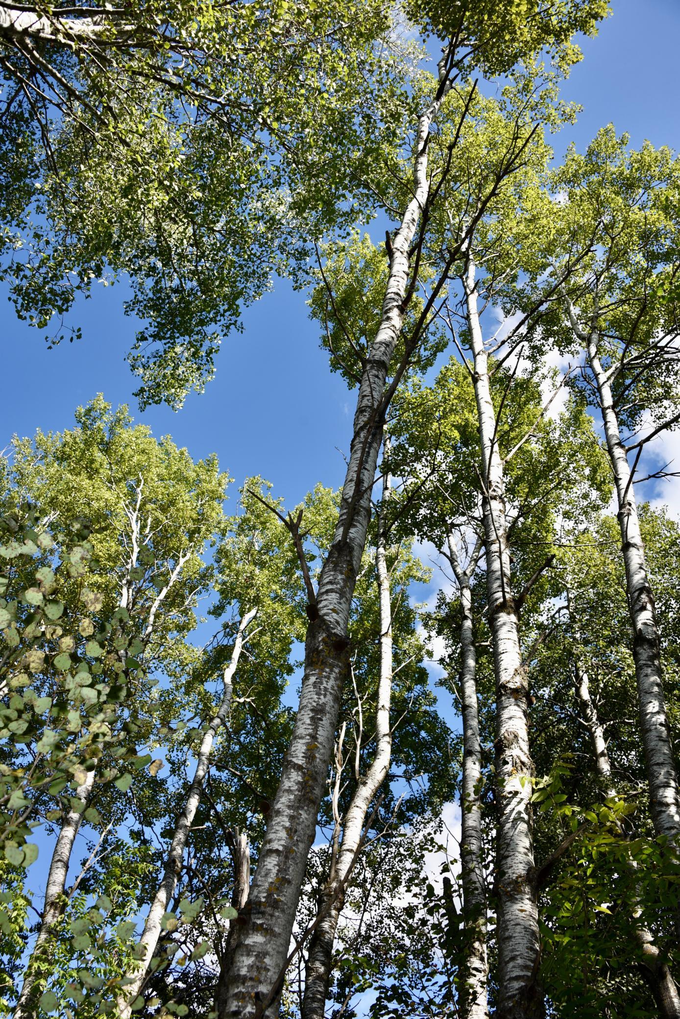 land for sale at TBD 480th/Cty Rd 3 Street in Palisade, MN (photo 31 of 45)