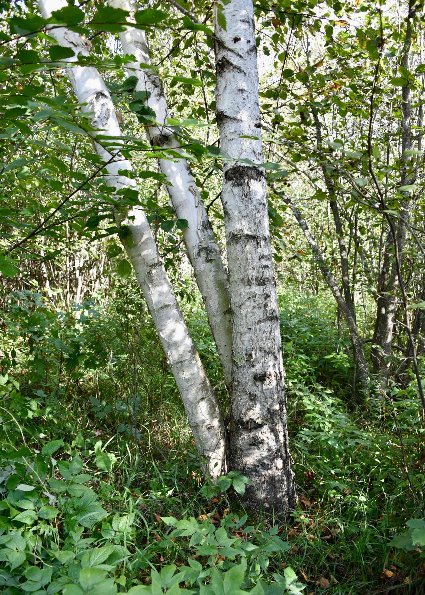 land for sale at TBD 480th/Cty Rd 3 Street in Palisade, MN (photo 33 of 45)