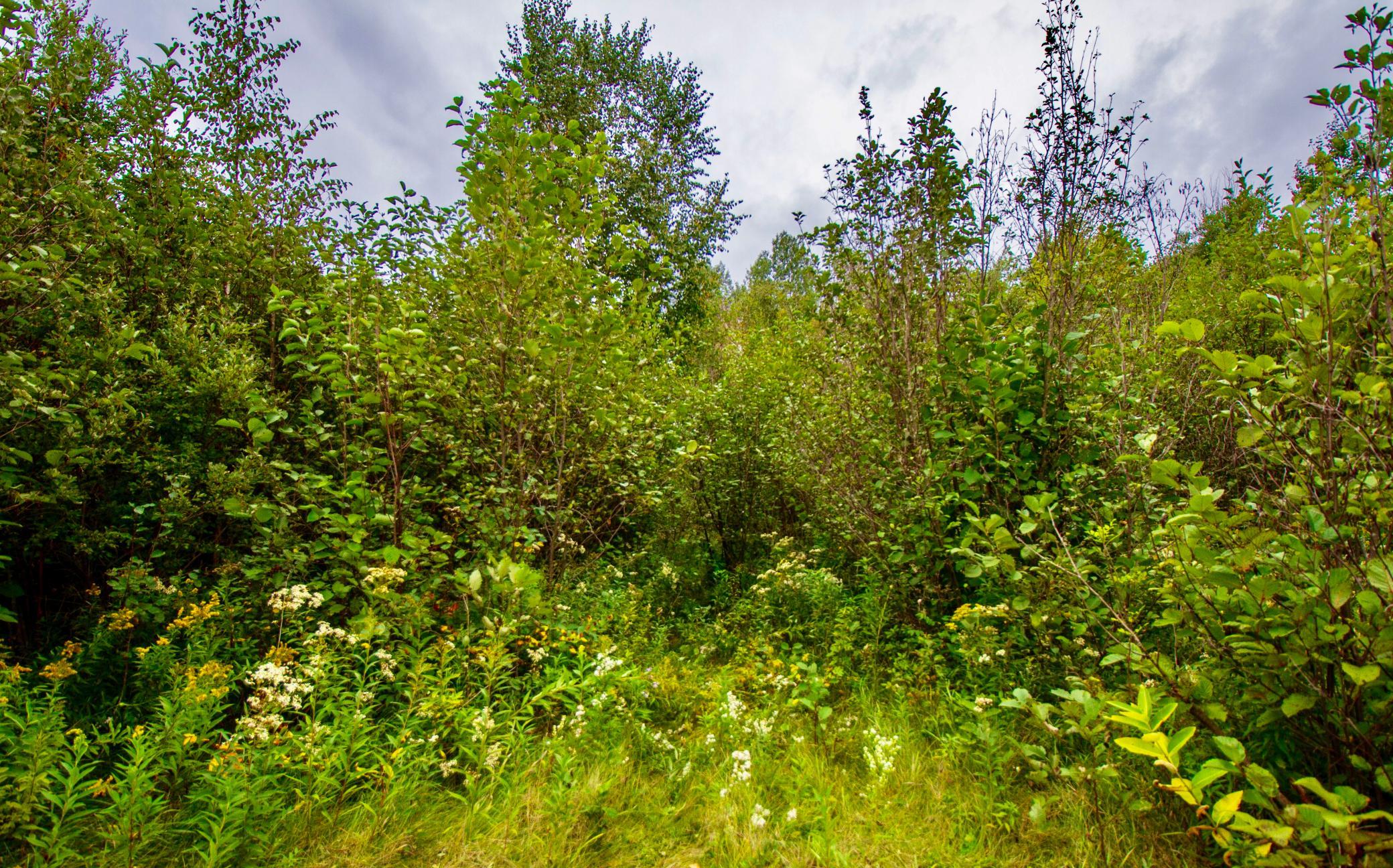 land for sale at TBD 480th/Cty Rd 3 Street in Palisade, MN (photo 39 of 45)