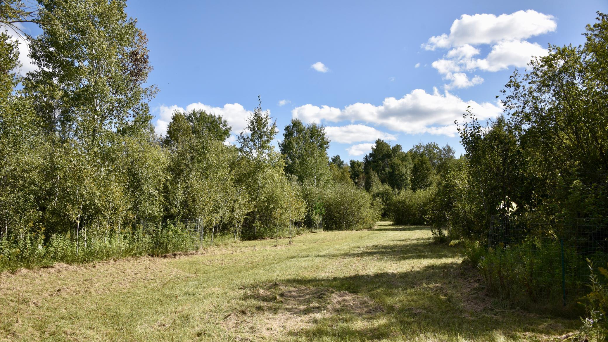 land for sale at TBD 480th/Cty Rd 3 Street in Palisade, MN (photo 44 of 45)
