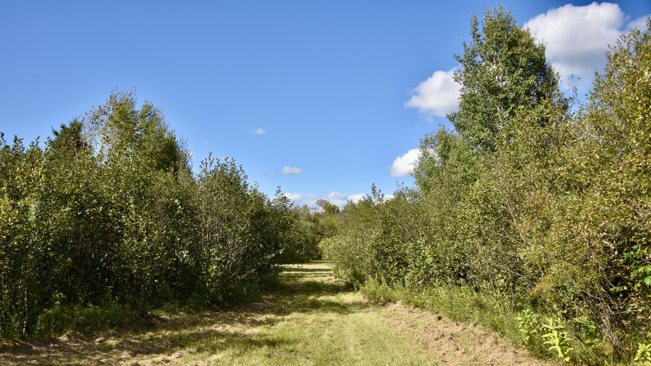 land for sale at TBD 480th/Cty Rd 3 Street in Palisade, MN (photo 6 of 45)