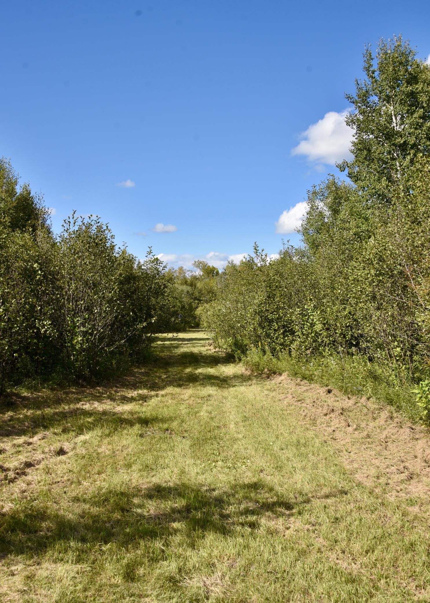 land for sale at TBD 480th/Cty Rd 3 Street in Palisade, MN (photo 7 of 45)