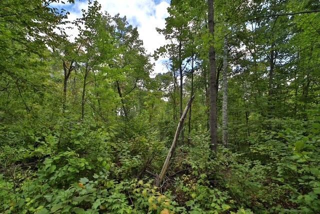 land for sale at TBD Terminal Rd in Breezy Point, MN (photo 2 of 4)