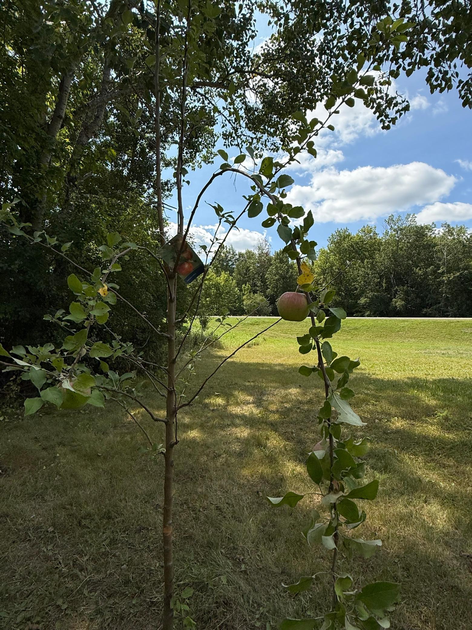 1921 land for sale at 20366 County Road 12 in Bovey, MN (photo 4 of 15)