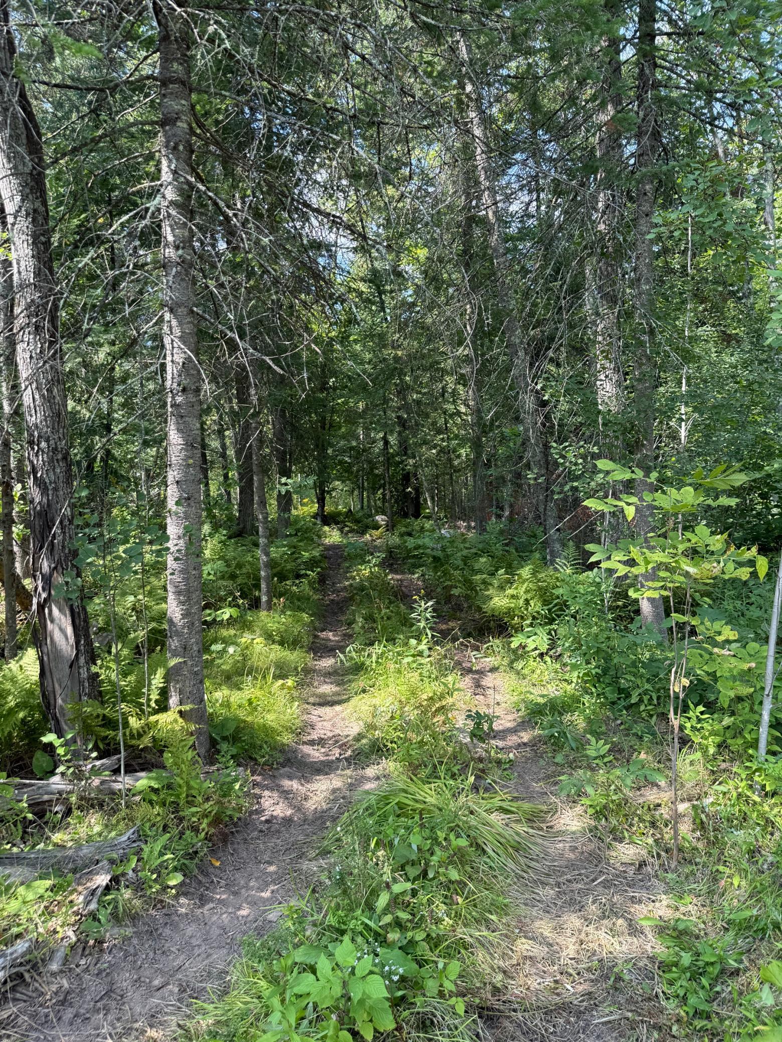 1921 land for sale at 20366 County Road 12 in Bovey, MN (photo 9 of 15)