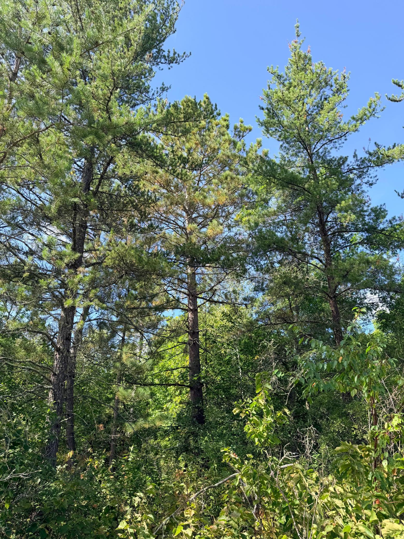 land for sale at TBD County 119 in Nevis, MN (photo 11 of 13)