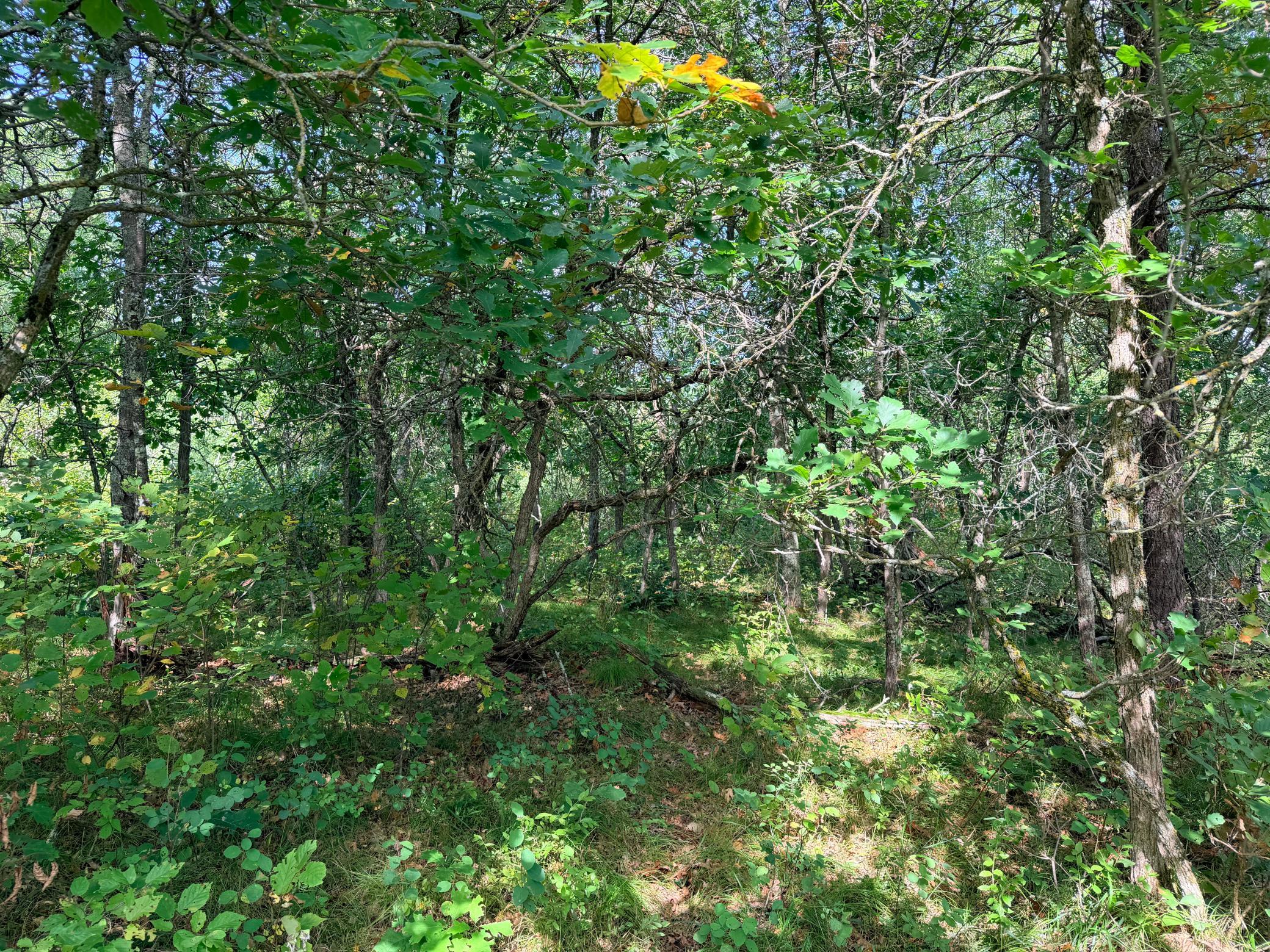 land for sale at TBD County 119 in Nevis, MN (photo 12 of 13)