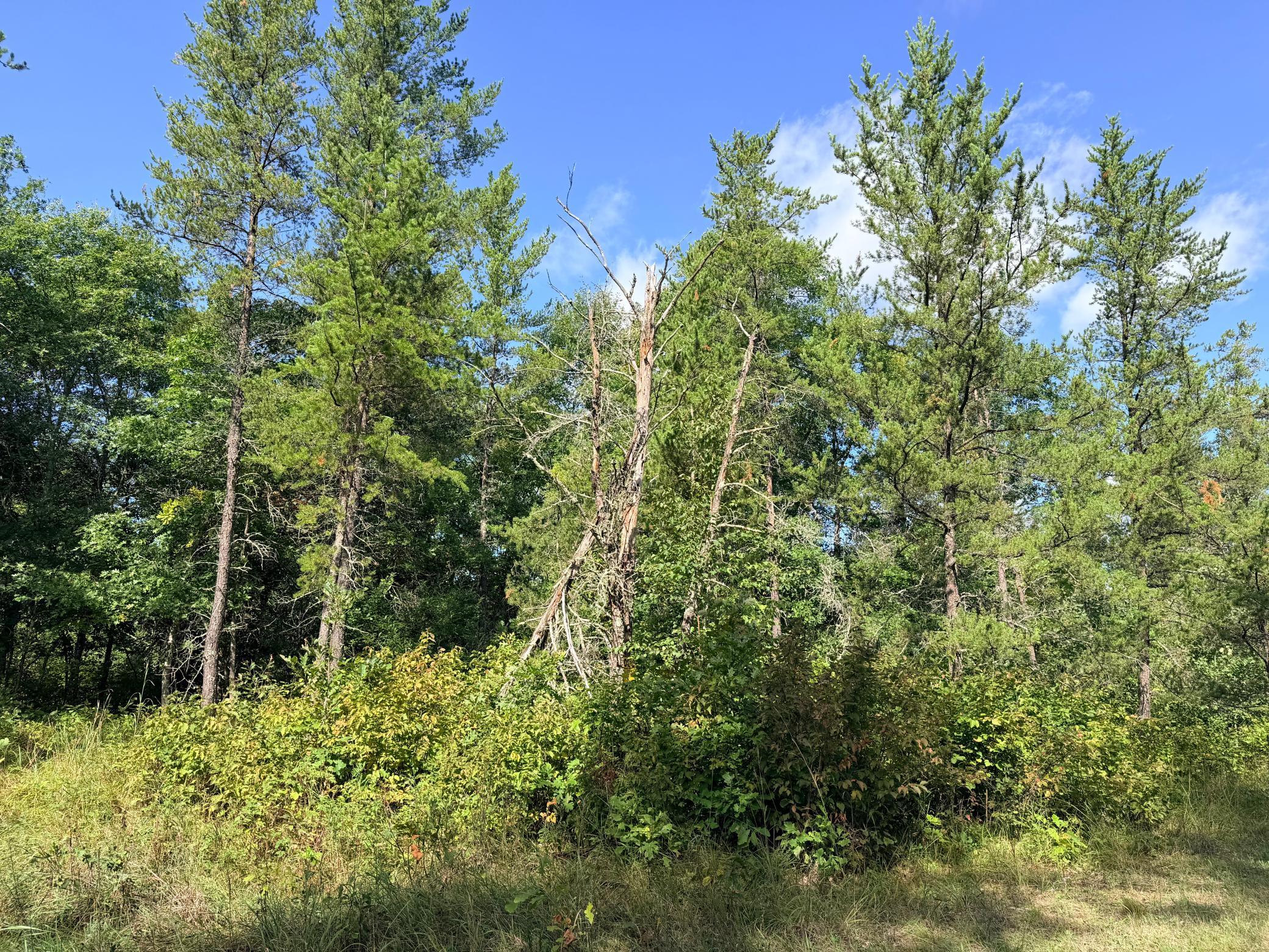 land for sale at TBD County 119 in Nevis, MN (photo 13 of 13)