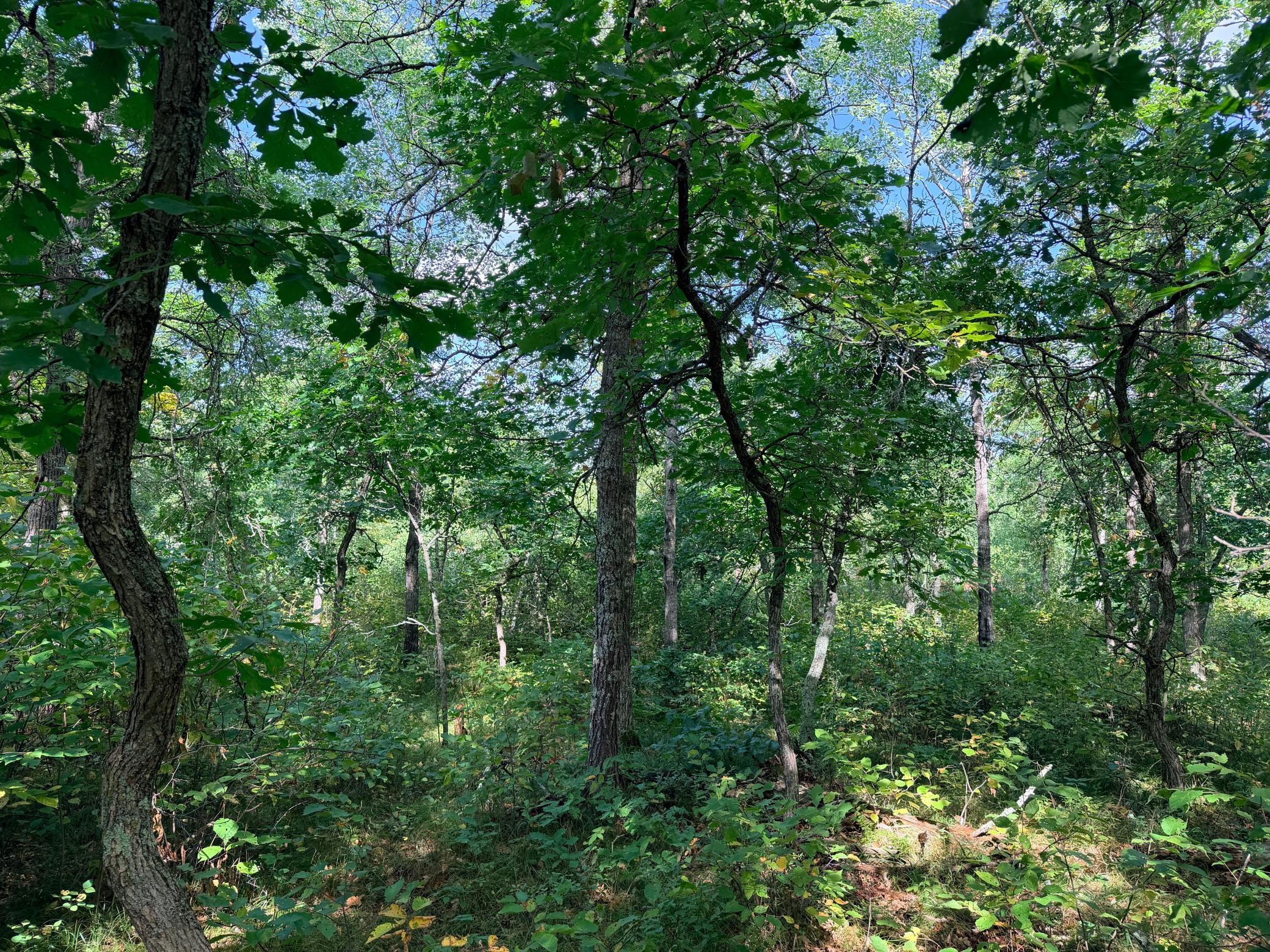 land for sale at TBD County 119 in Nevis, MN (photo 10 of 13)