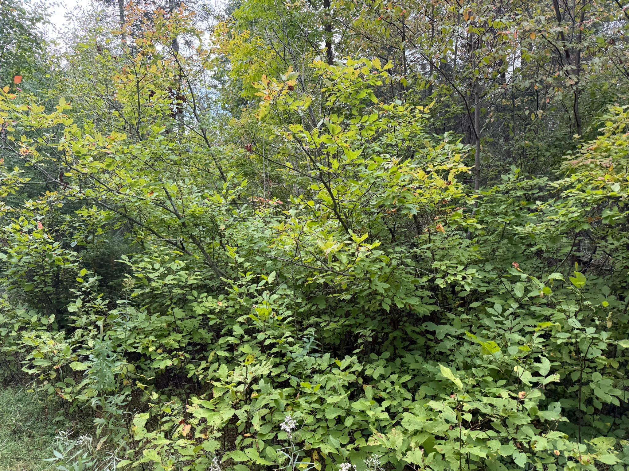 land for sale at 38812 Outback Drive in Laporte, MN (photo 30 of 83)