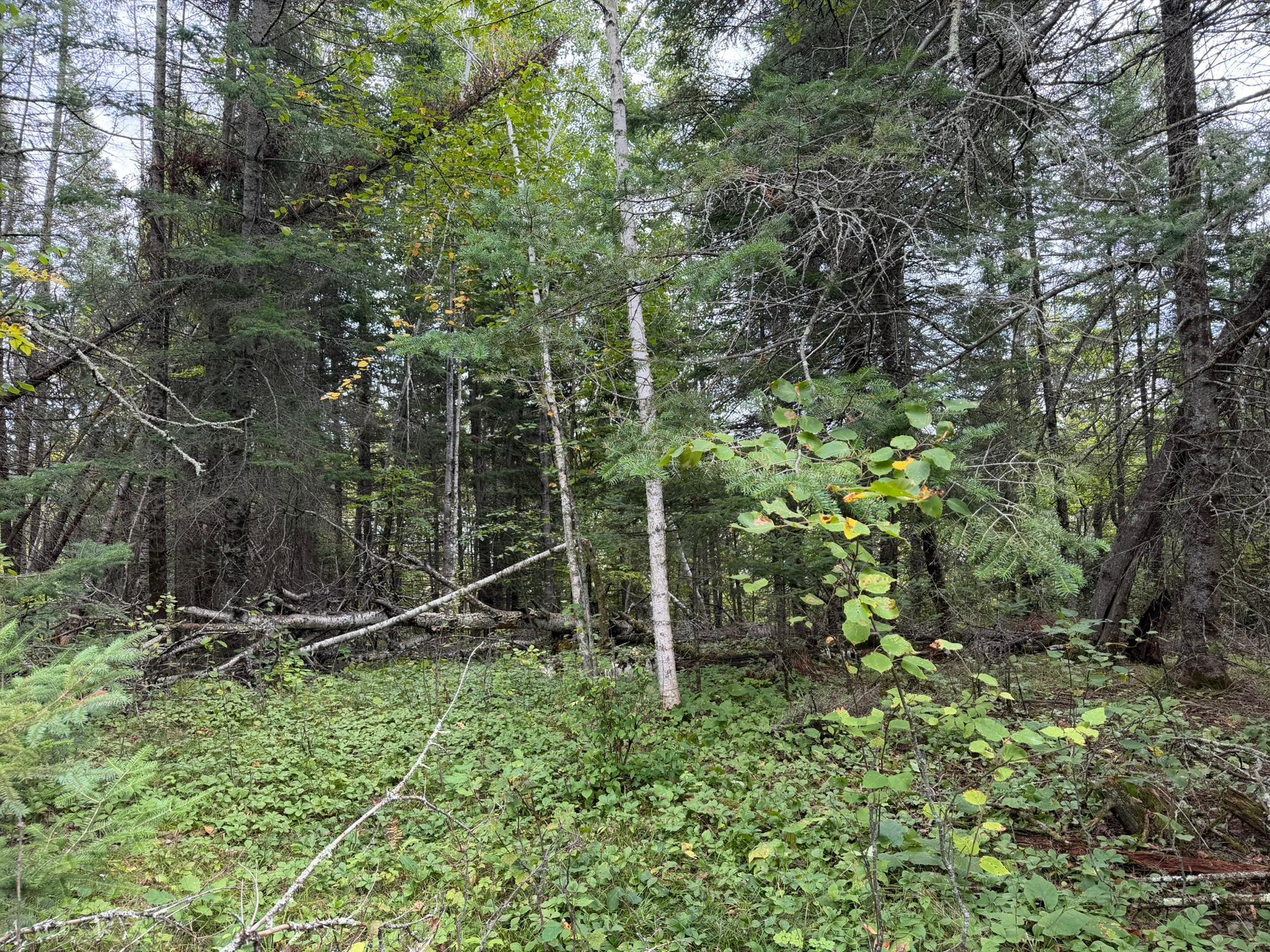 land for sale at 38812 Outback Drive in Laporte, MN (photo 31 of 83)