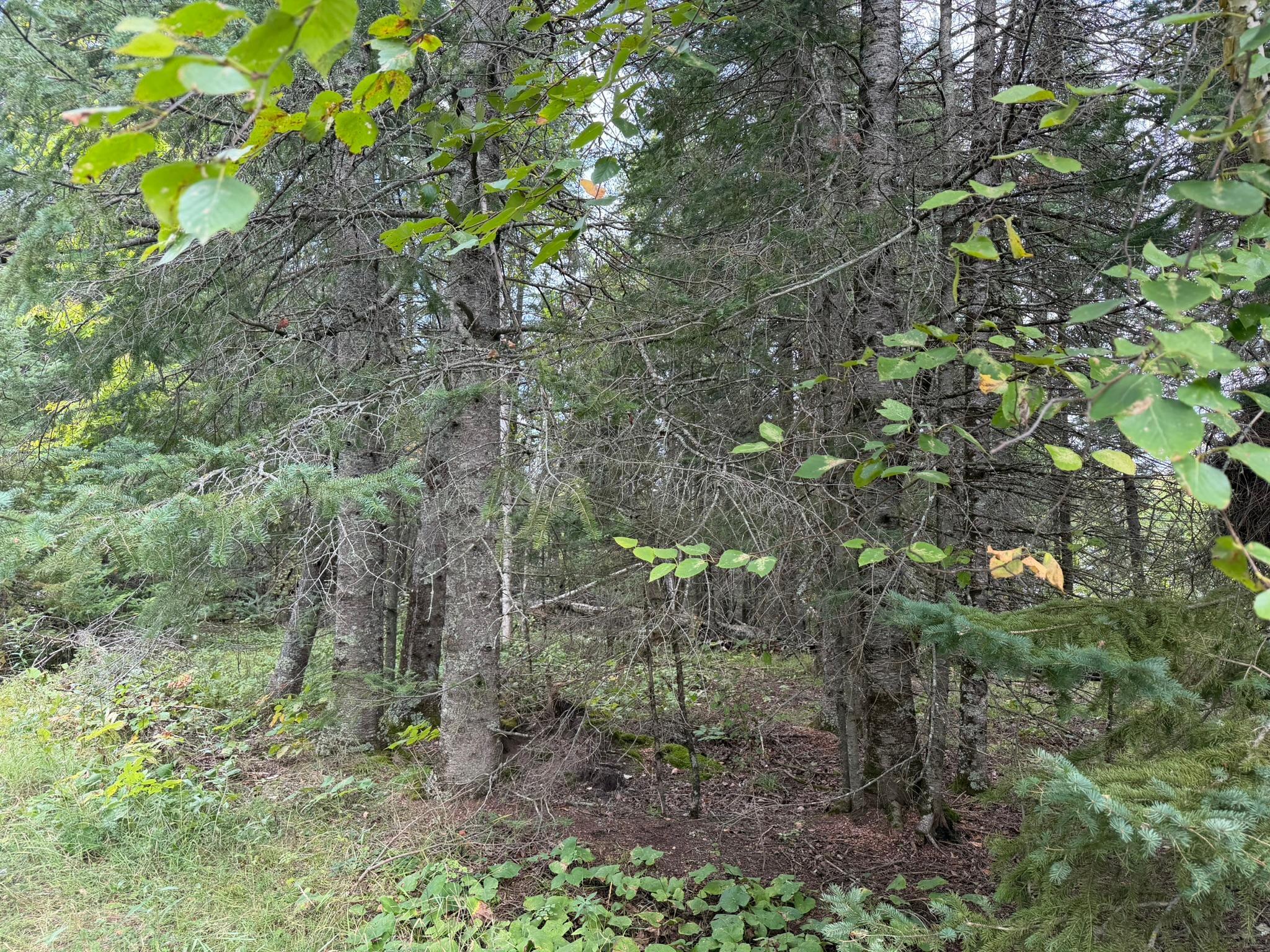 land for sale at 38812 Outback Drive in Laporte, MN (photo 33 of 83)
