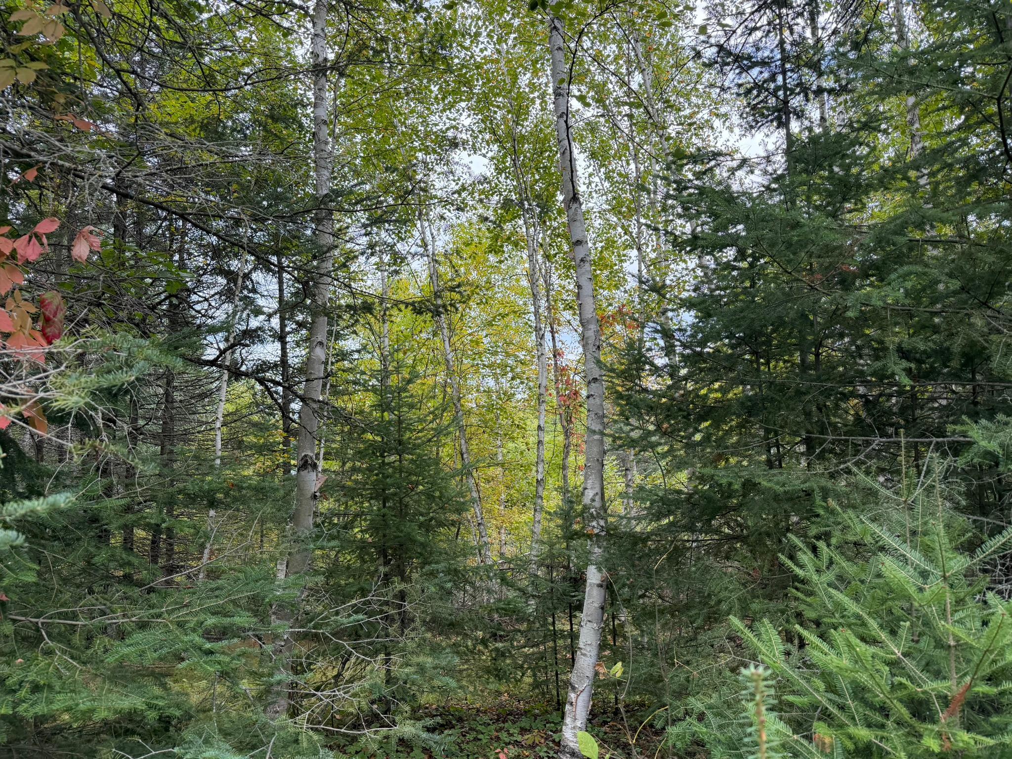 land for sale at 38812 Outback Drive in Laporte, MN (photo 34 of 83)