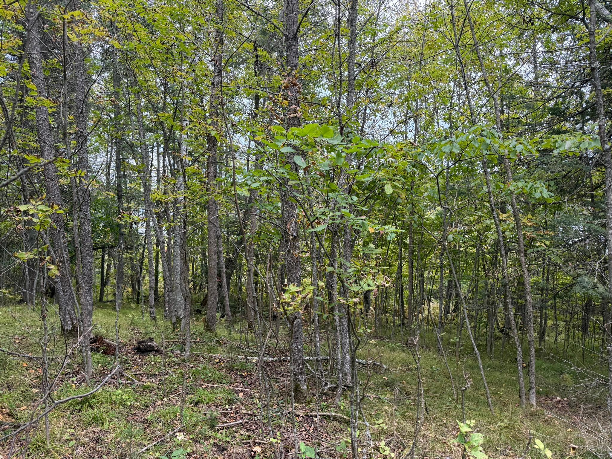 land for sale at 38812 Outback Drive in Laporte, MN (photo 76 of 83)