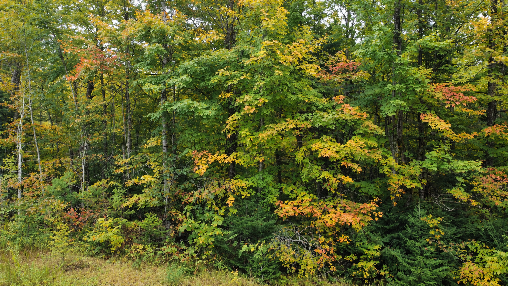 land for sale at Lot 14 Beaver Drive in Brainerd, MN (photo 8 of 10)