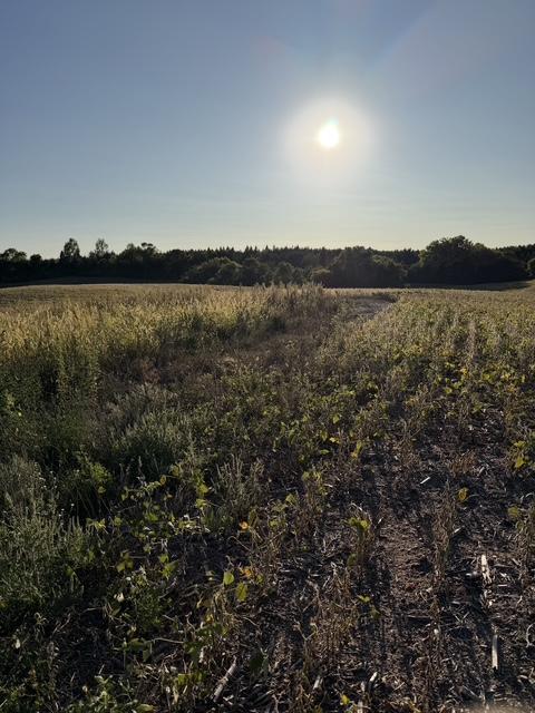 land for sale at 406XX Placid Drive in Dent, MN (photo 2 of 8)