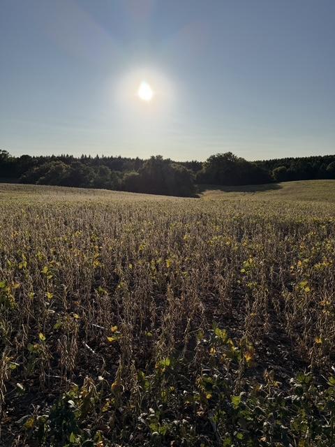 land for sale at 406XX Placid Drive in Dent, MN (photo 4 of 8)