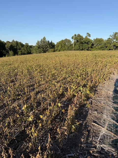 land for sale at 406XX Placid Drive in Dent, MN (photo 6 of 8)