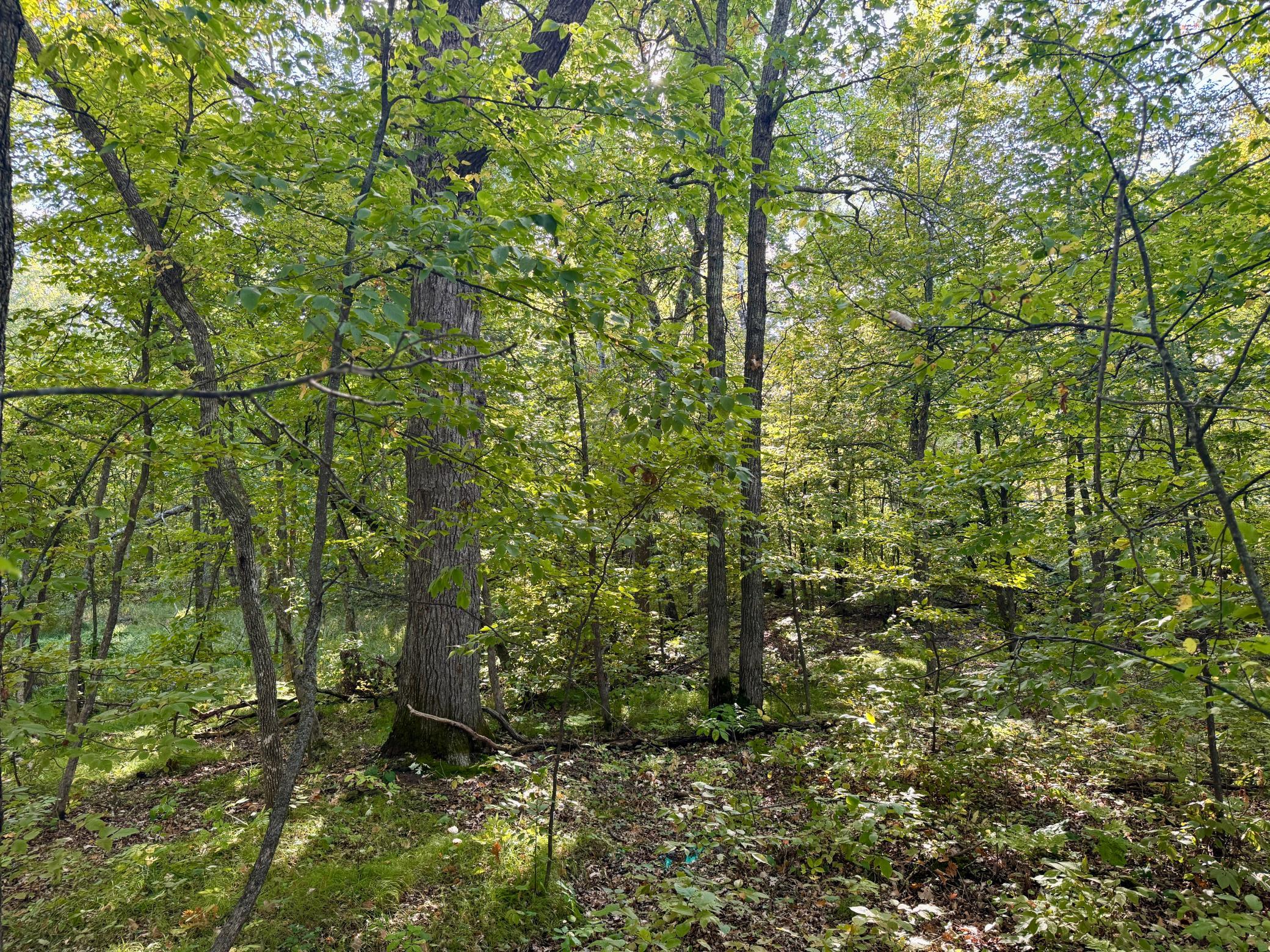 land for sale at 266 Lake Hattie Drive NW in Backus, MN (photo 18 of 21)
