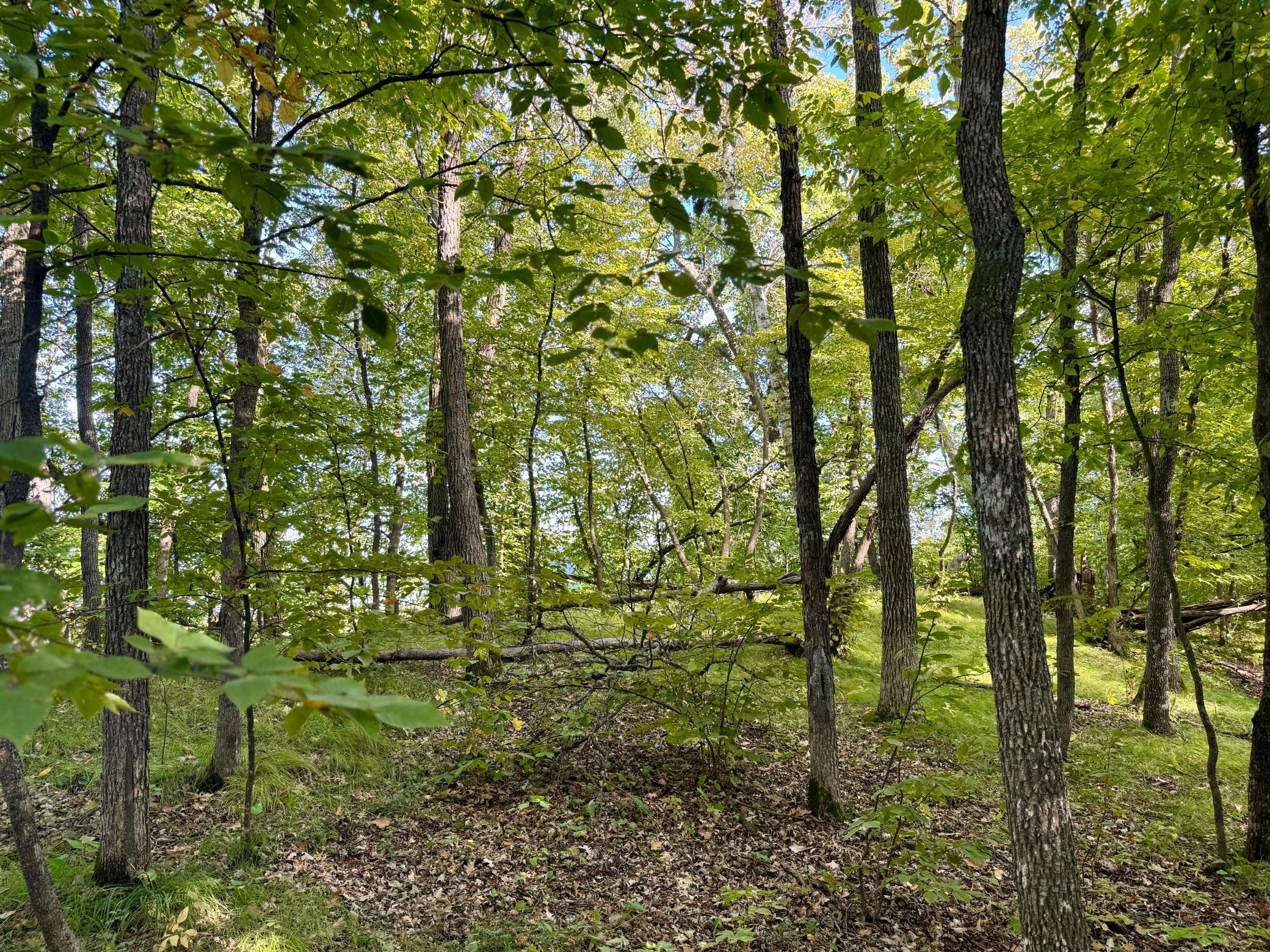 land for sale at 266 Lake Hattie Drive NW in Backus, MN (photo 19 of 21)
