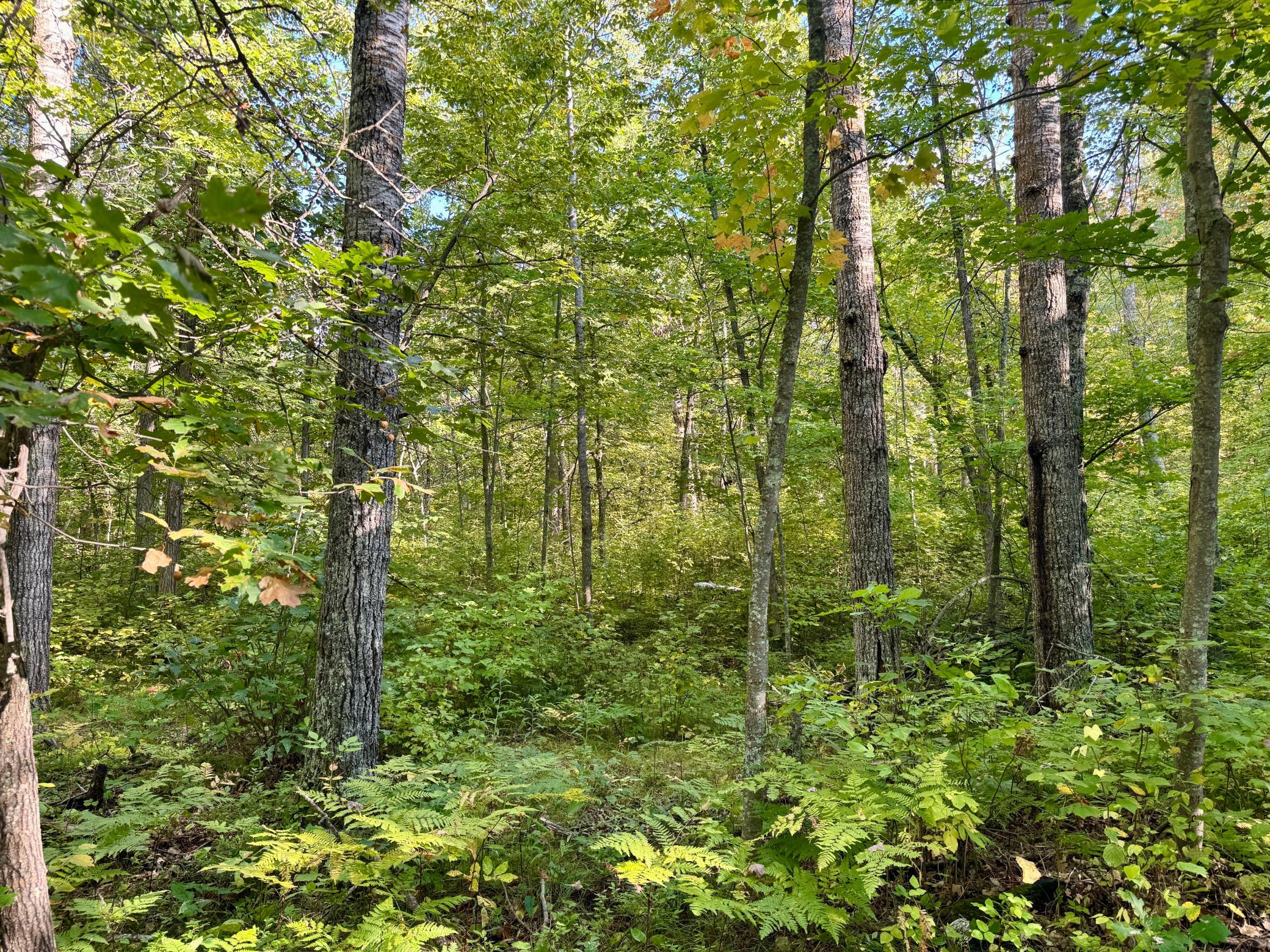 land for sale at 266 Lake Hattie Drive NW in Backus, MN (photo 21 of 21)