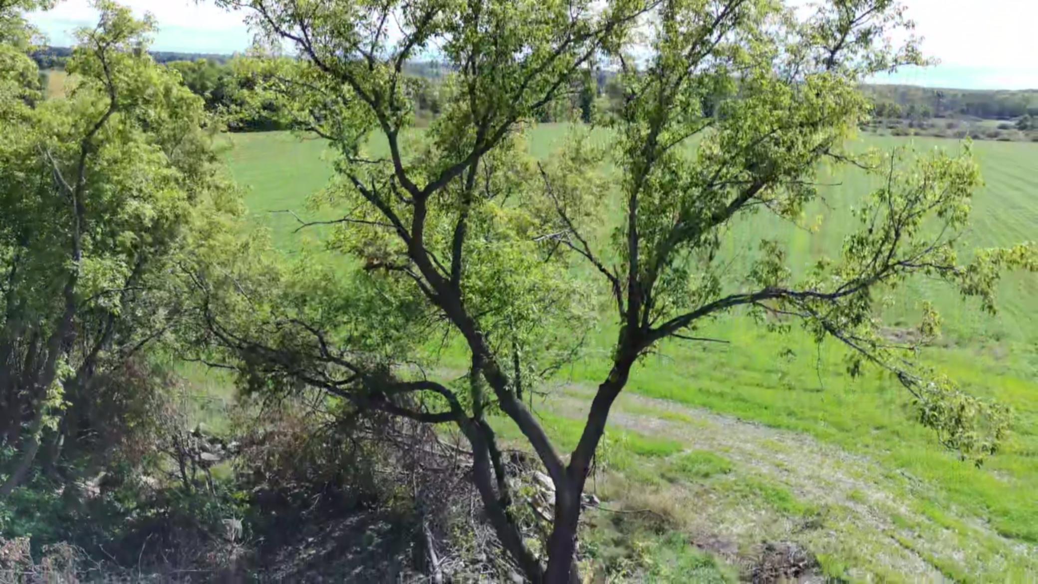 1912 land for sale at 15095 400th Street in Eagle Bend, MN (photo 26 of 31)