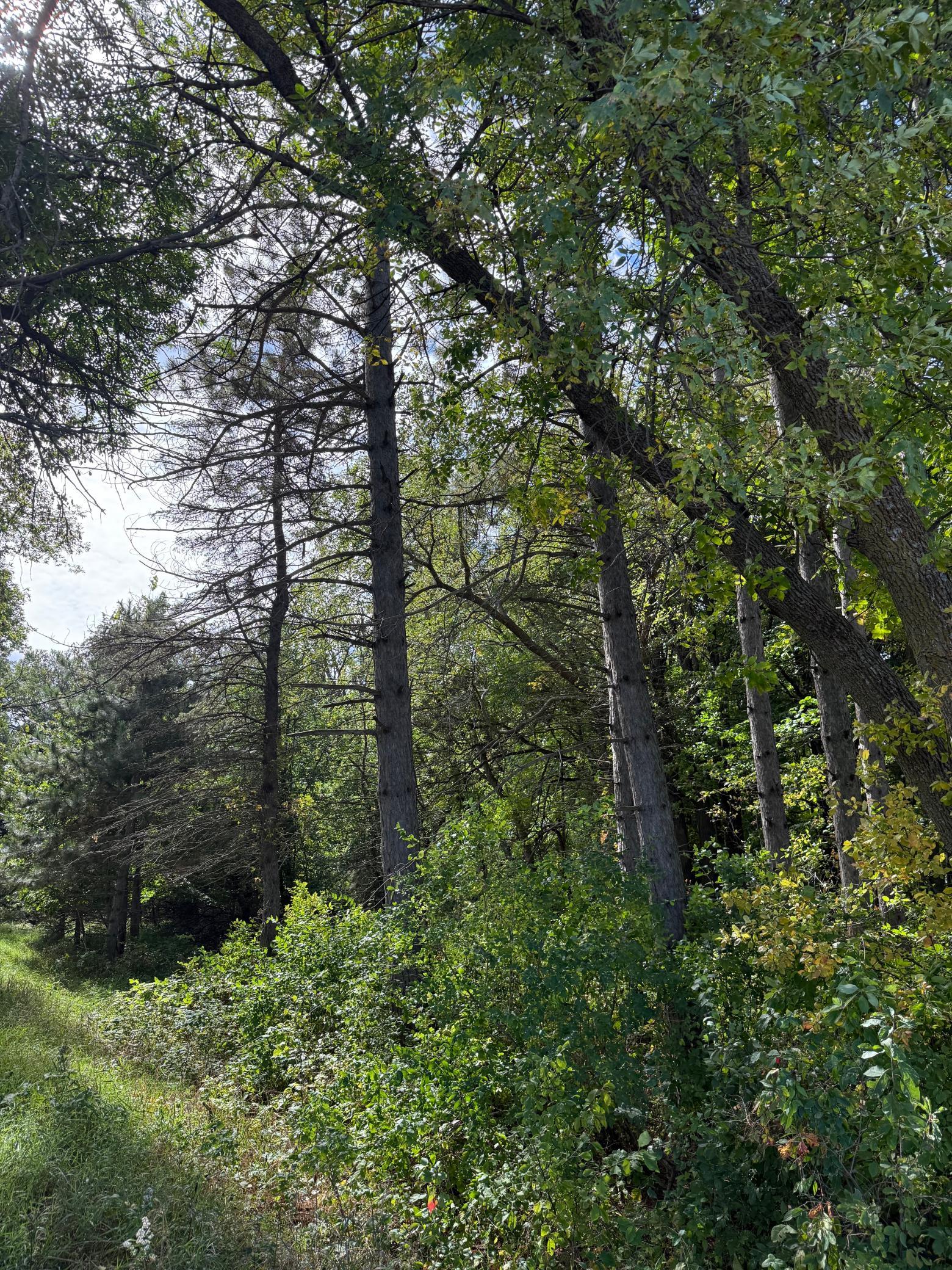 1912 land for sale at 15095 400th Street in Eagle Bend, MN (photo 6 of 31)