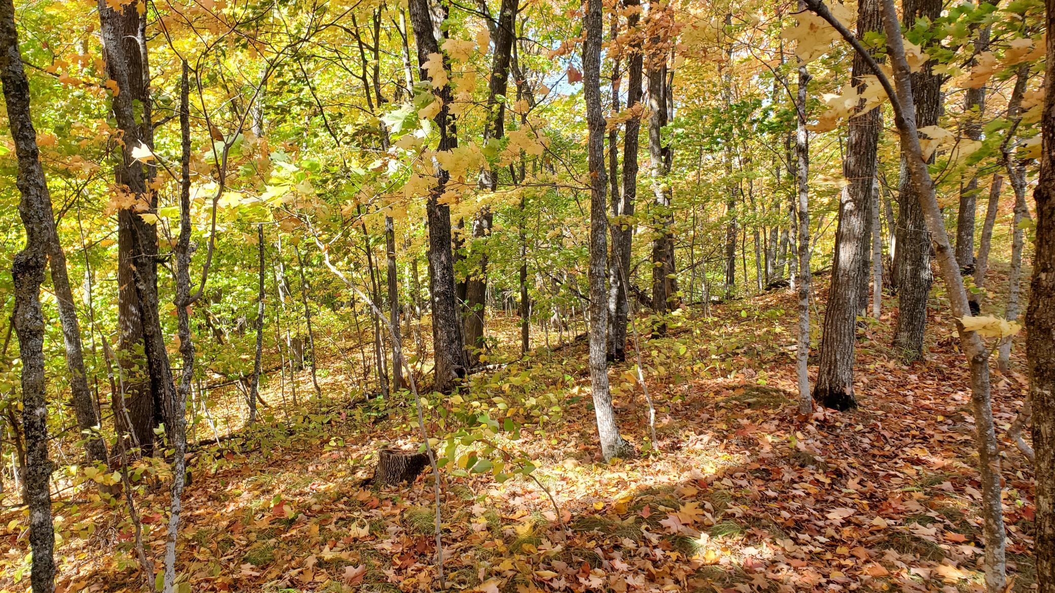 land for sale at 705 28th Street NW in Hackensack, MN (photo 10 of 13)