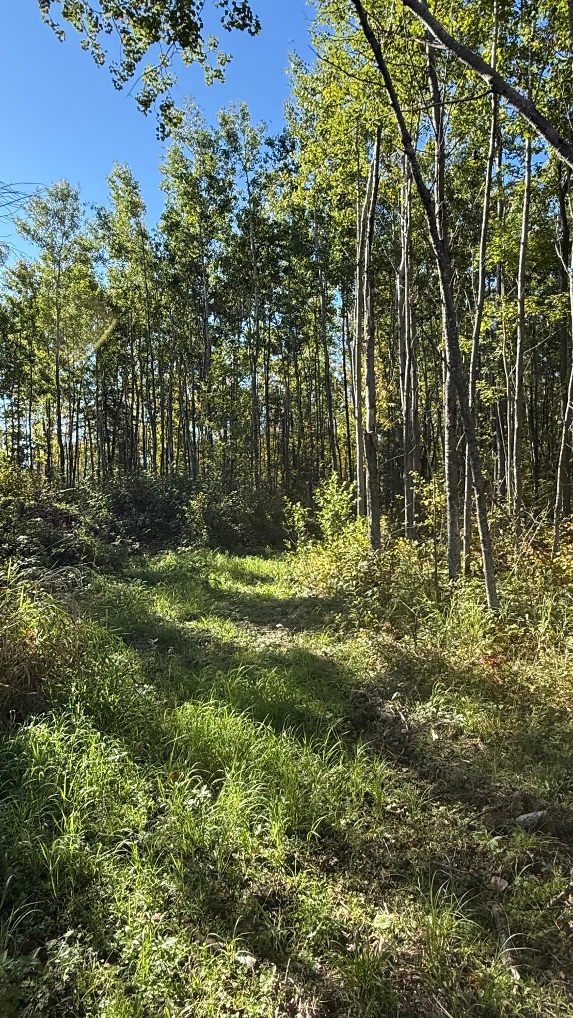 land for sale at Parcel A Sunflower Road in Kelliher, MN (photo 5 of 20)