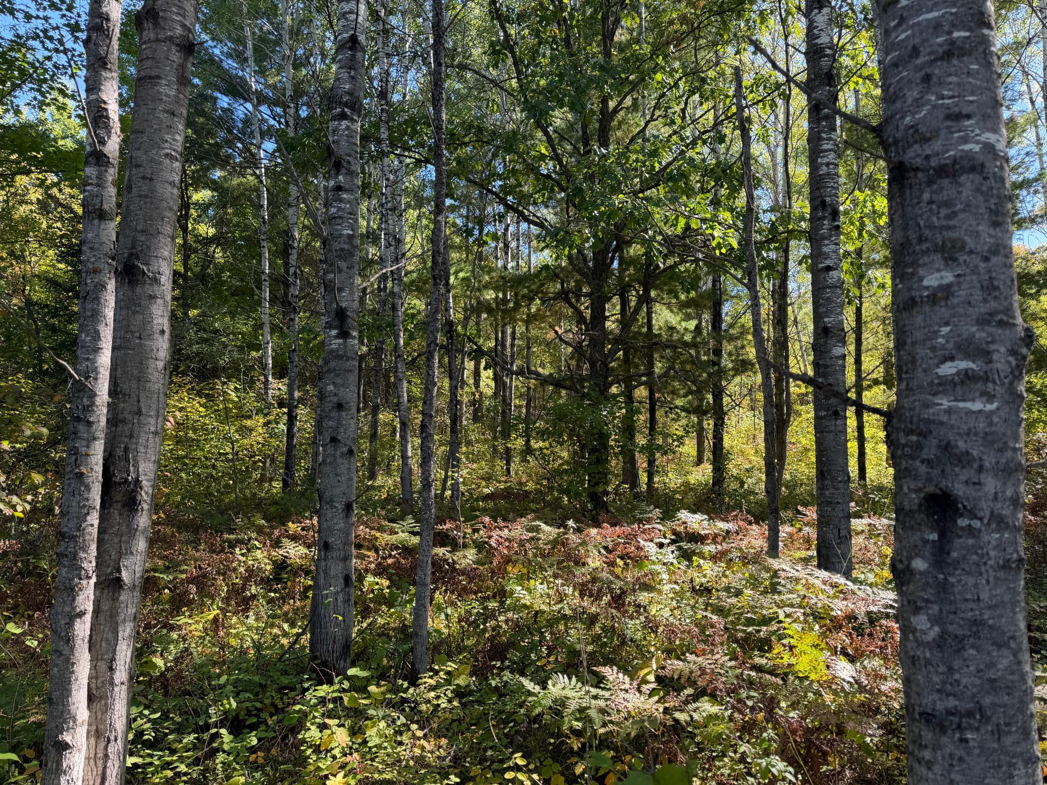 land for sale at TBD- 269th Avenue in Laporte, MN (photo 17 of 44)