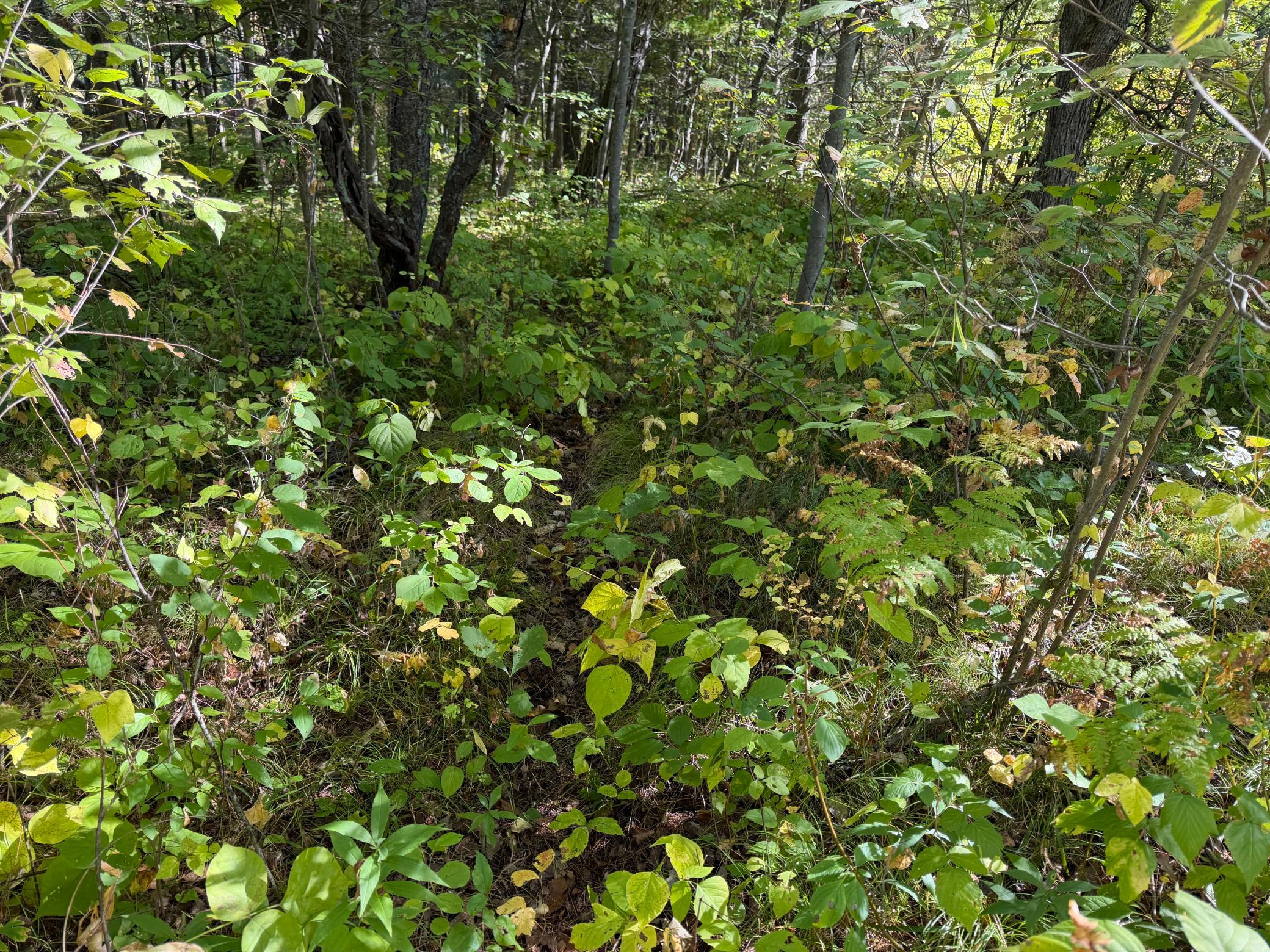 land for sale at TBD- 269th Avenue in Laporte, MN (photo 18 of 44)