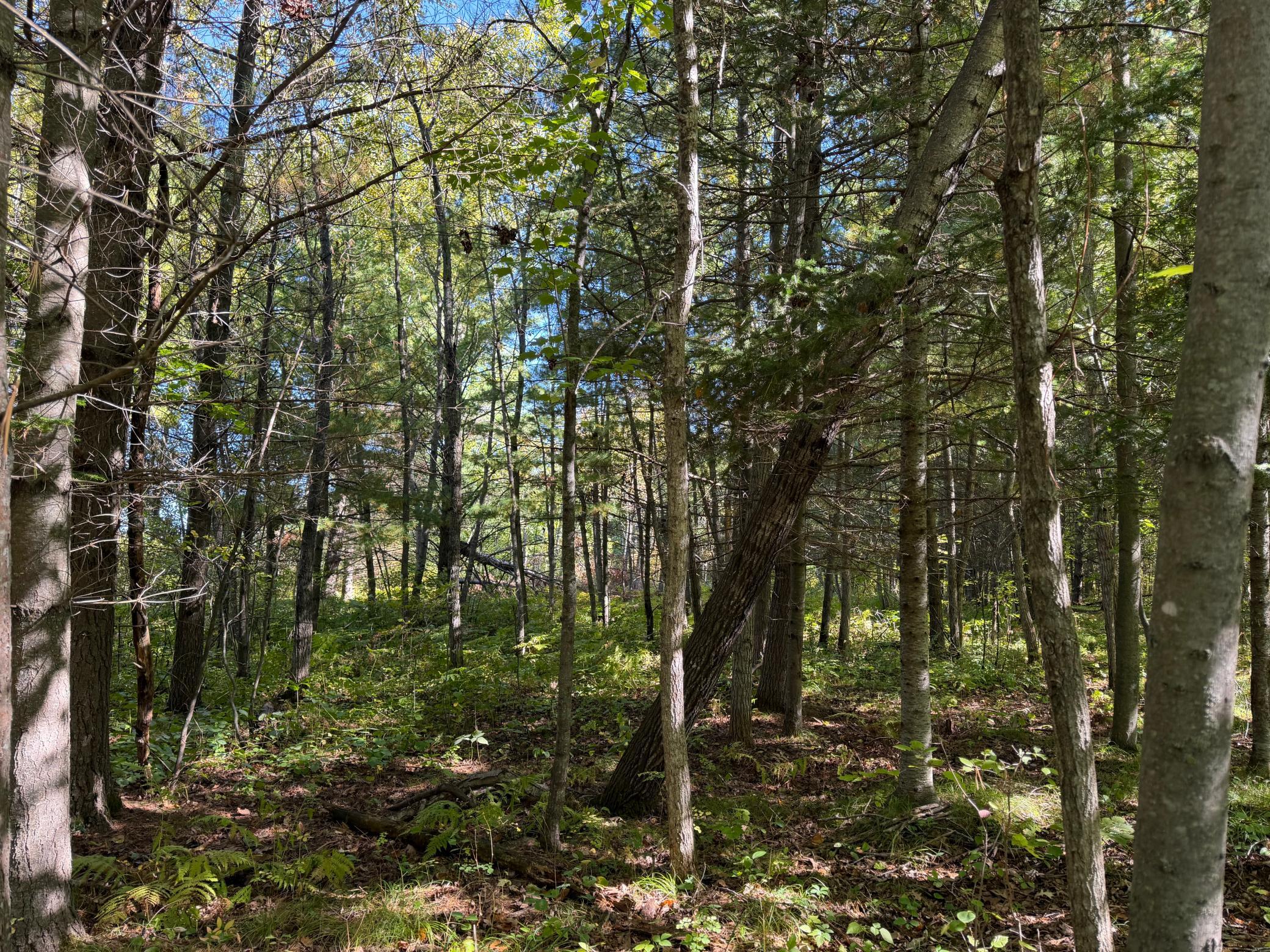 land for sale at TBD- 269th Avenue in Laporte, MN (photo 19 of 44)