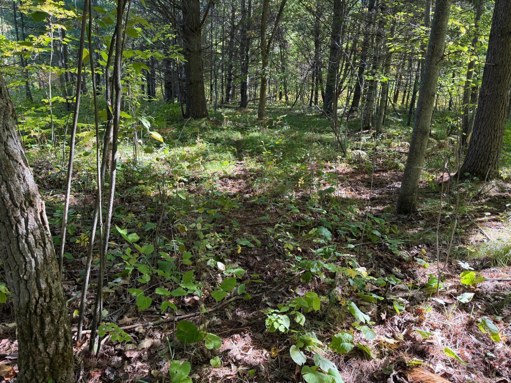 land for sale at TBD- 269th Avenue in Laporte, MN (photo 20 of 44)