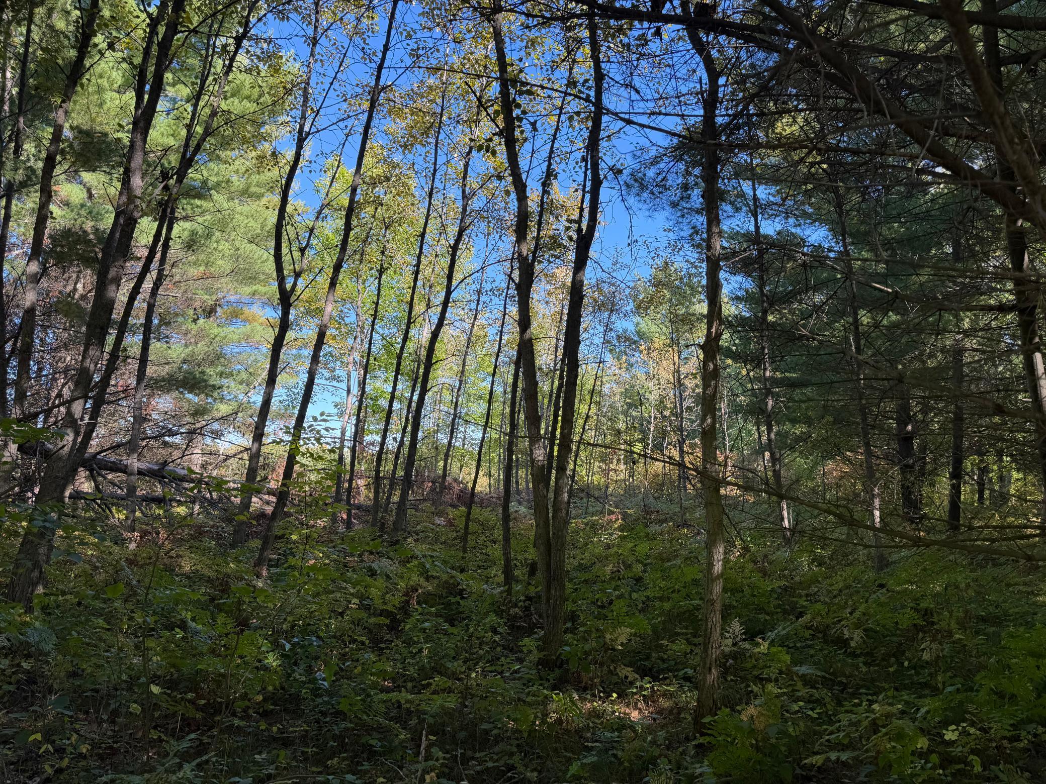 land for sale at TBD- 269th Avenue in Laporte, MN (photo 21 of 44)