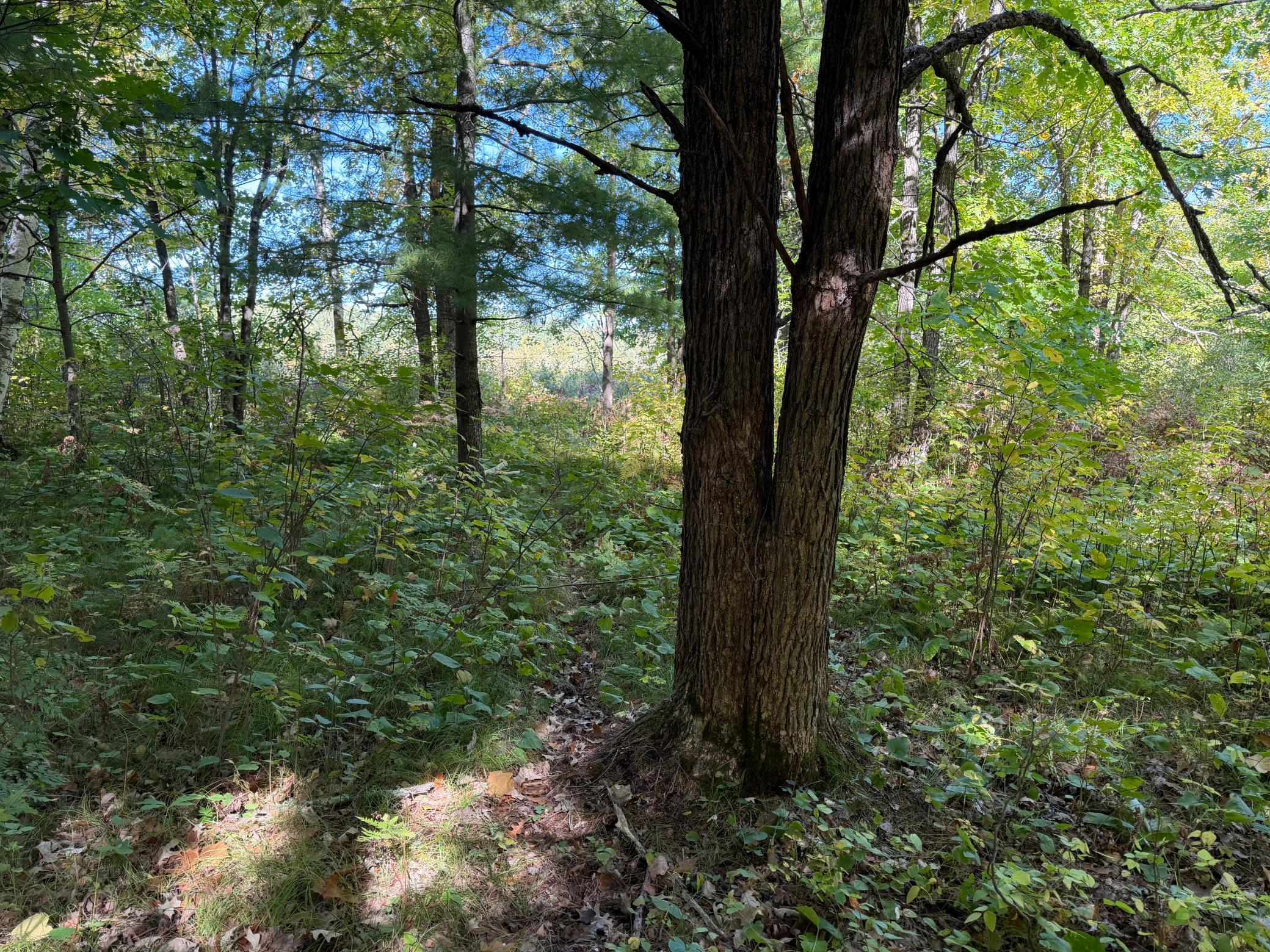 land for sale at TBD- 269th Avenue in Laporte, MN (photo 22 of 44)