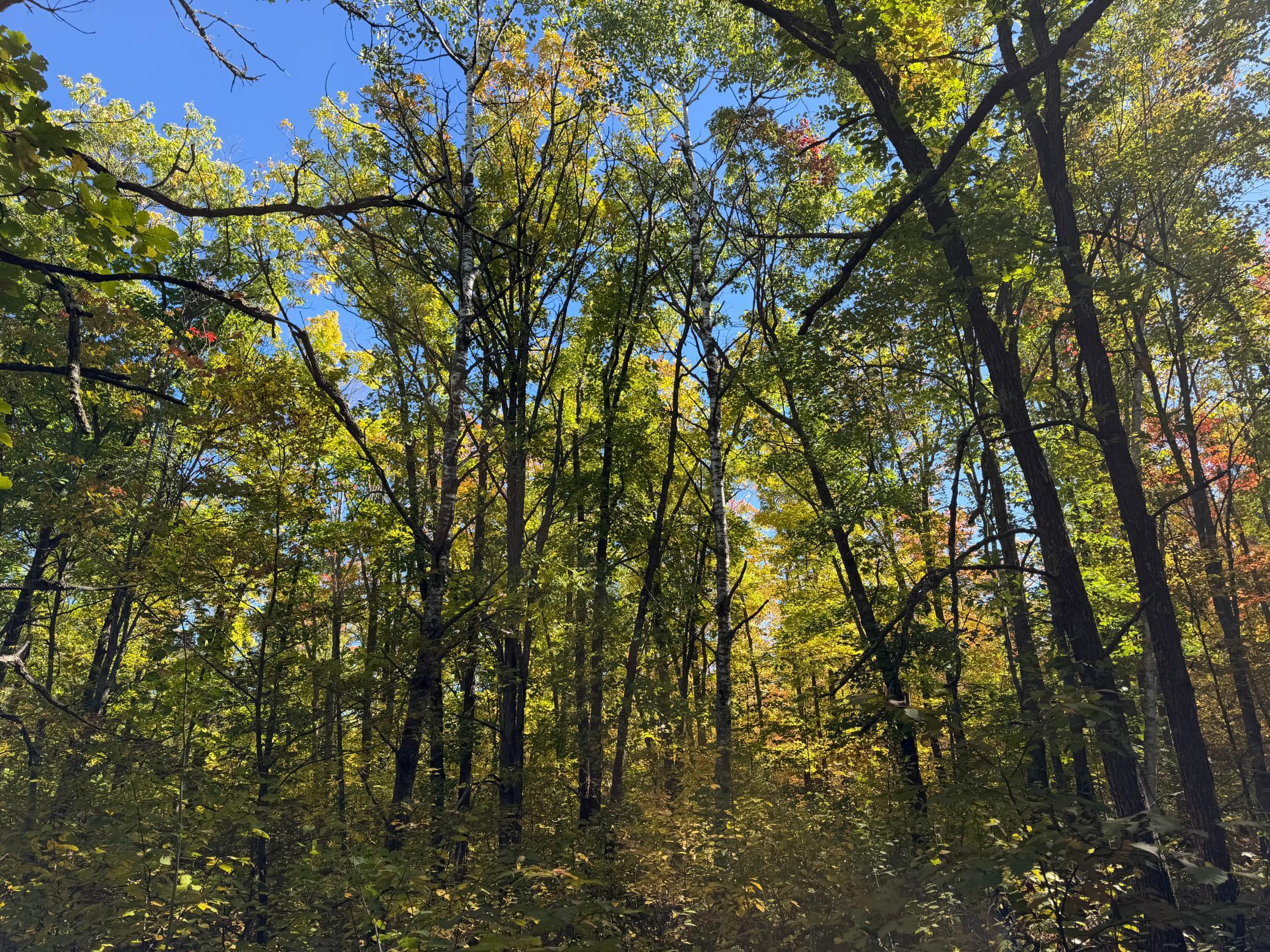 land for sale at TBD- 269th Avenue in Laporte, MN (photo 23 of 44)