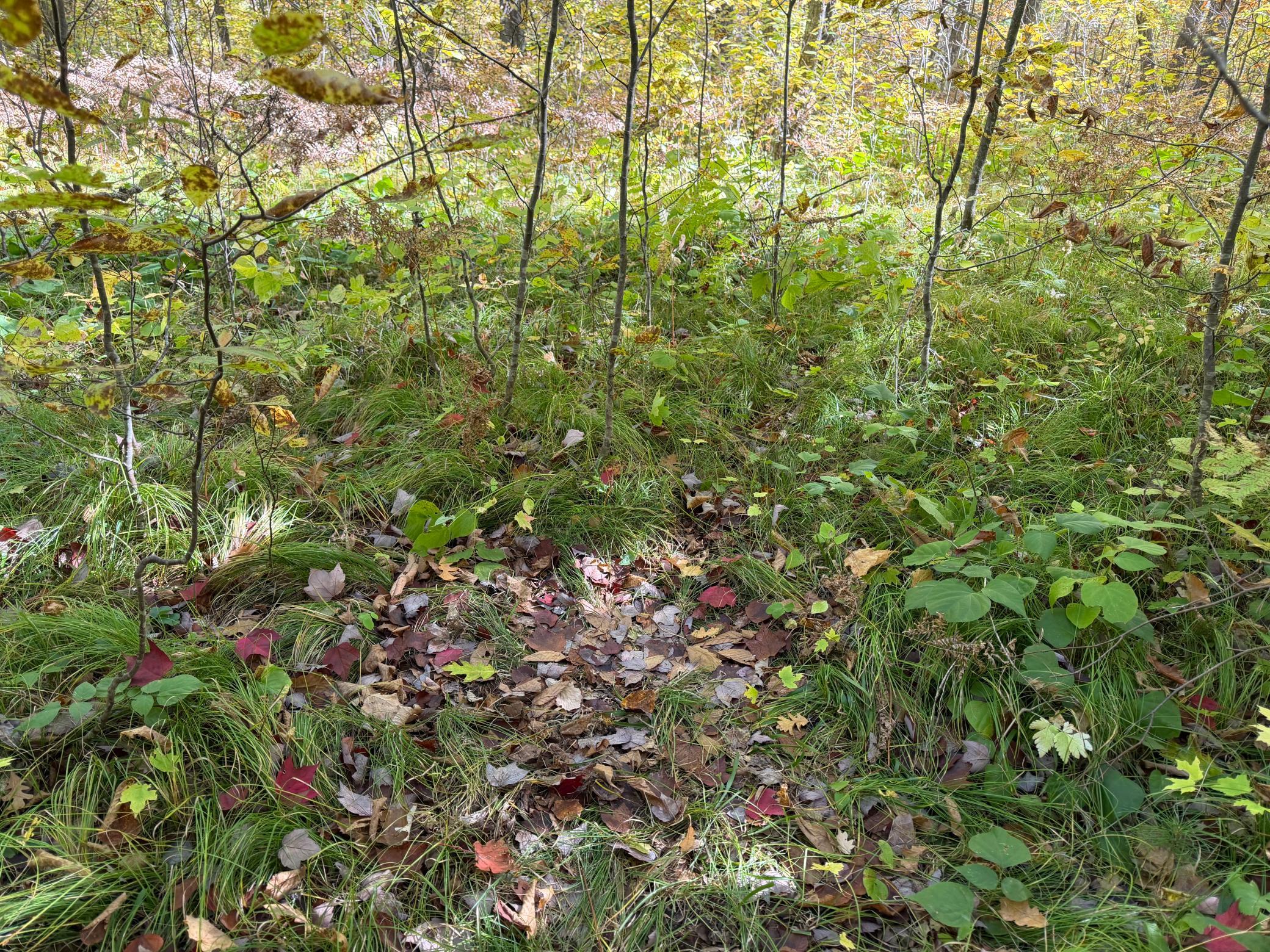 land for sale at TBD- 269th Avenue in Laporte, MN (photo 24 of 44)